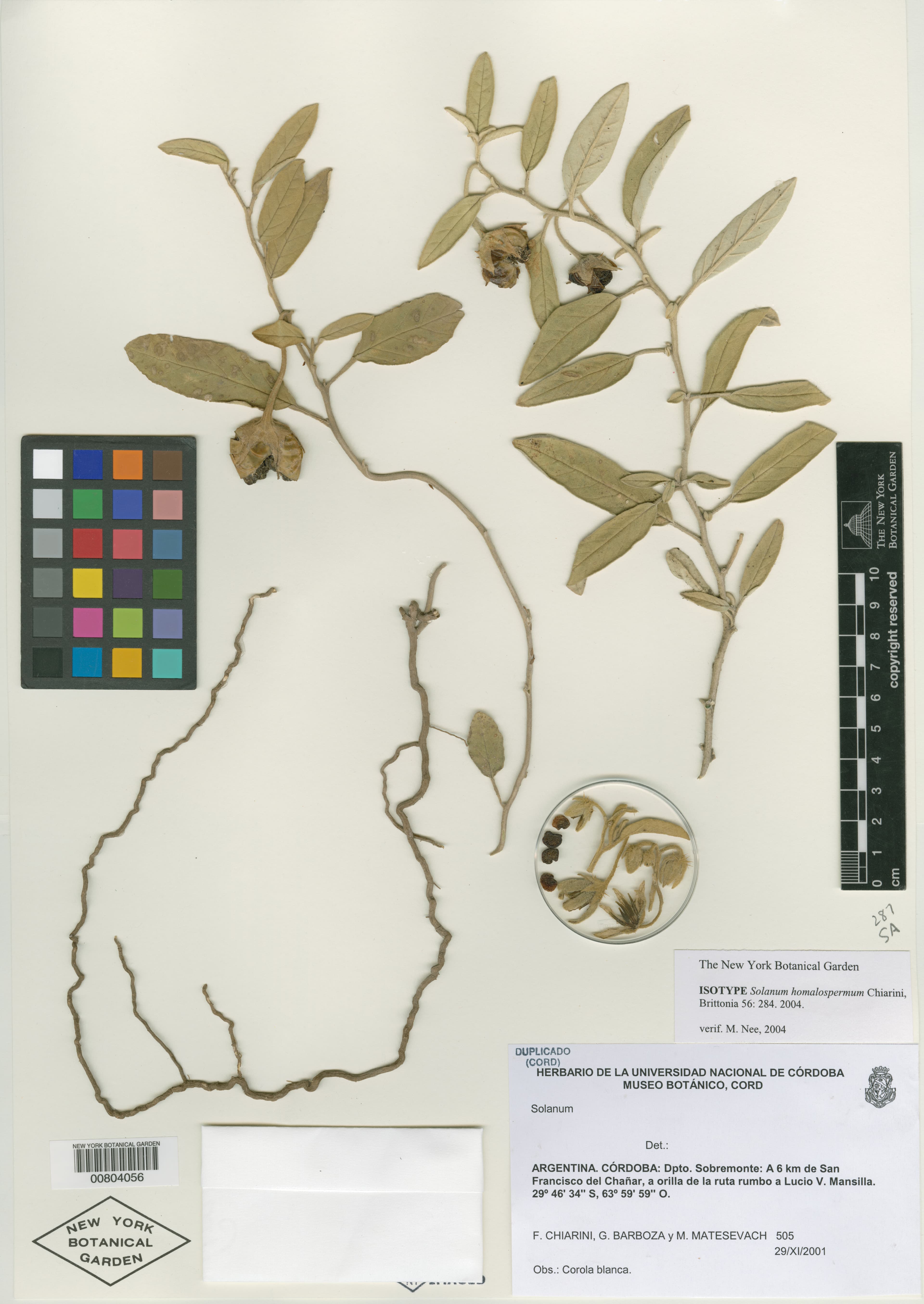 Solanum homalospermum