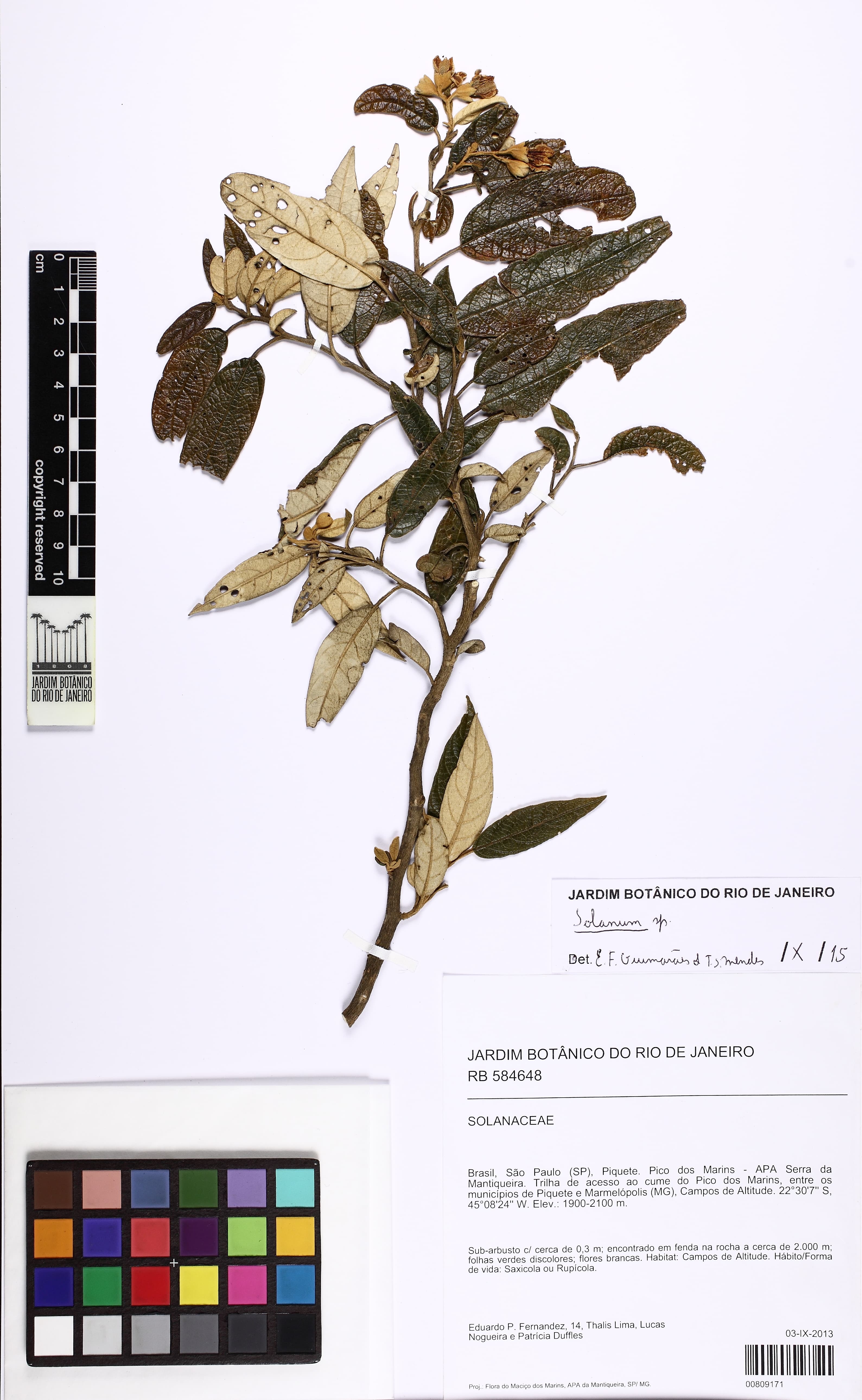 Solanum itatiaiae
