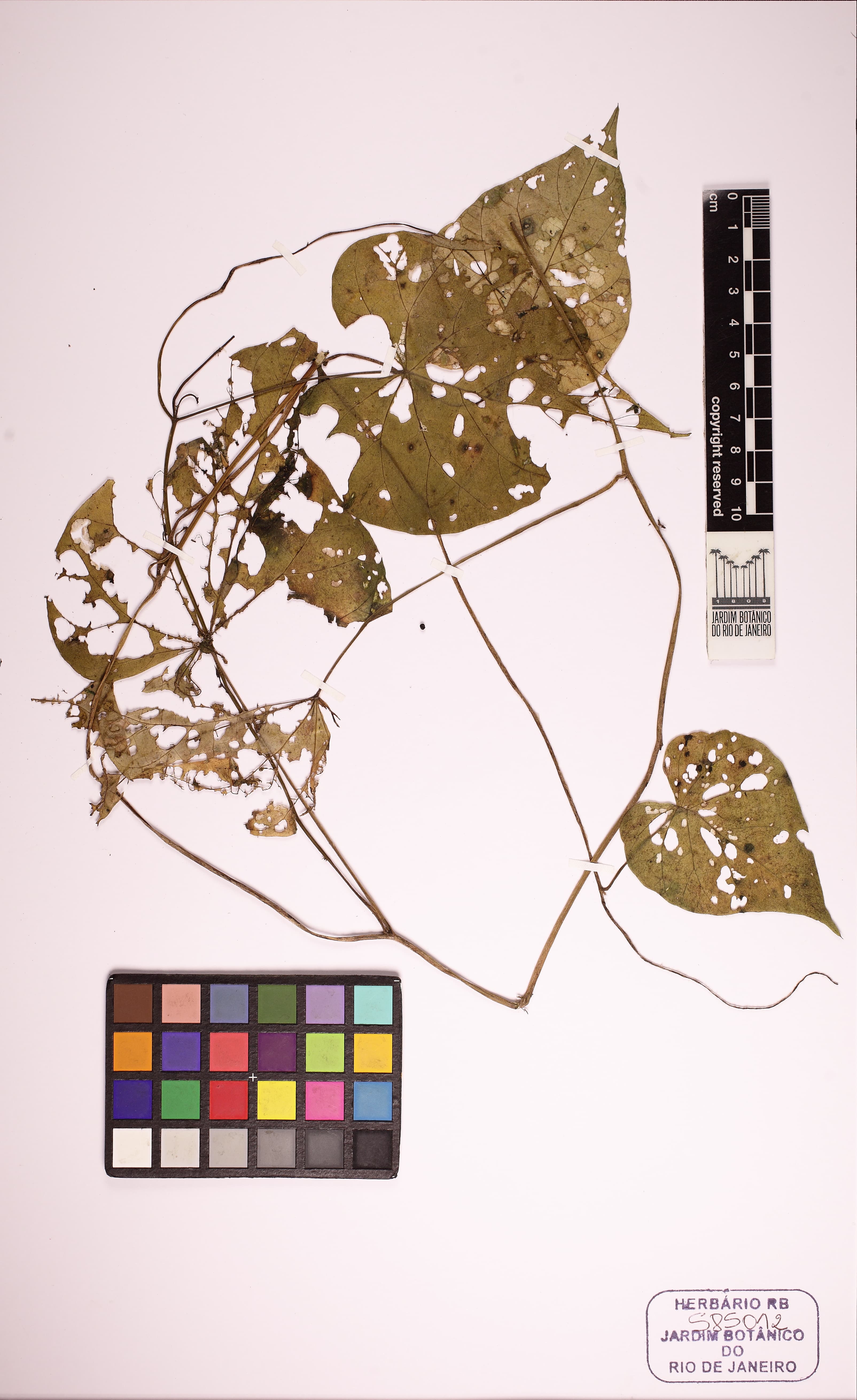 Ipomoea daturiflora