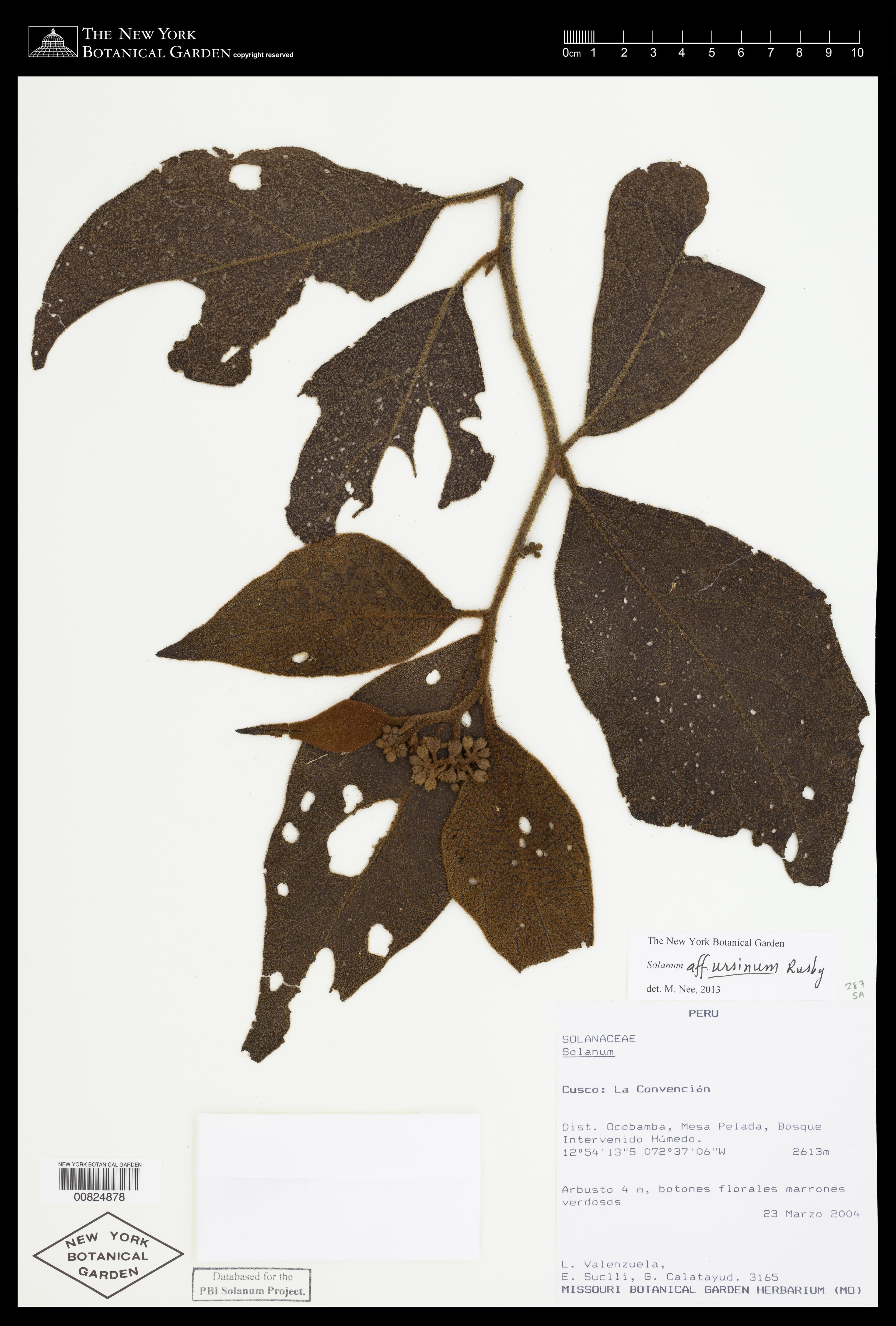 Solanum ursinum