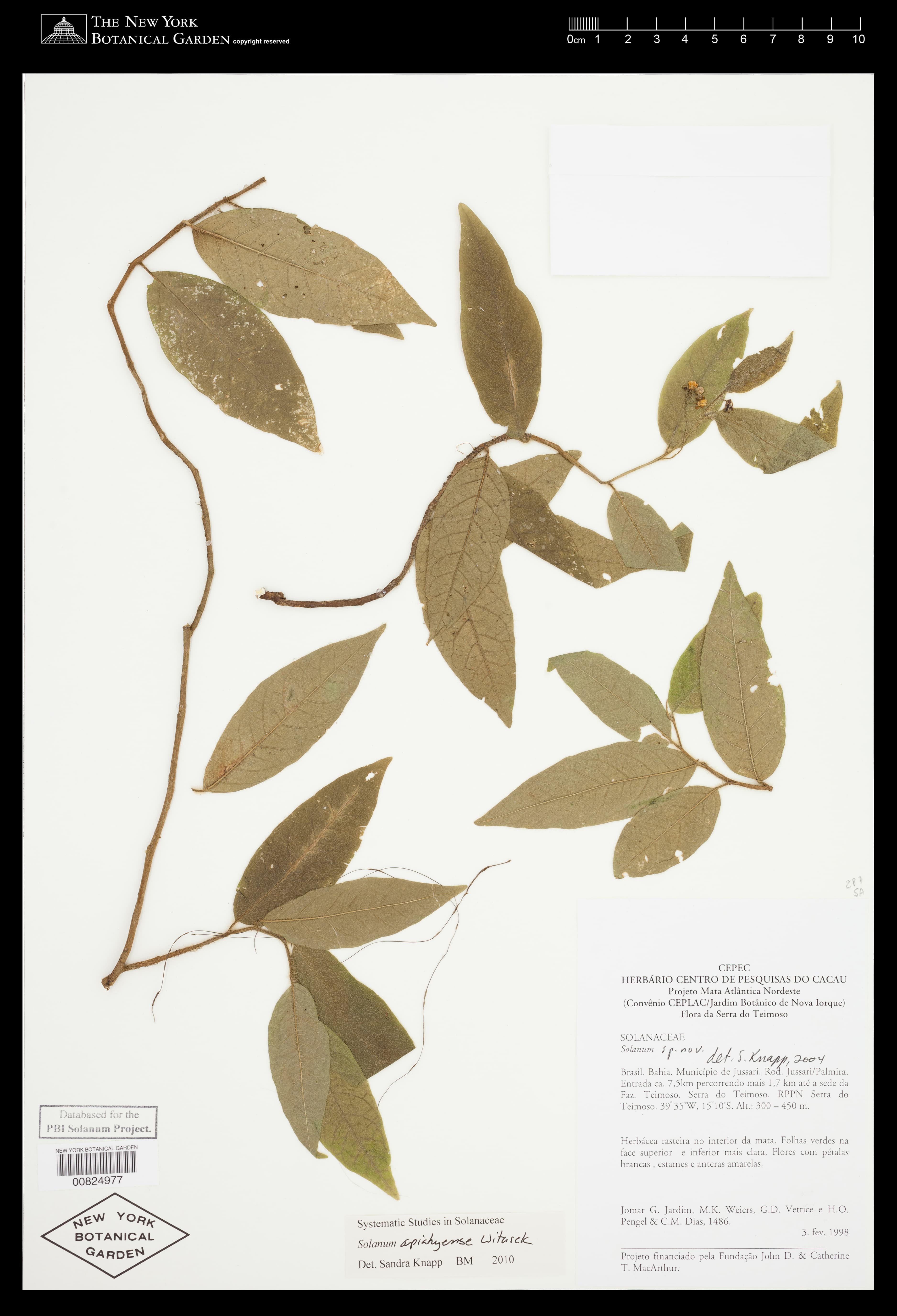 Solanum apiahyense