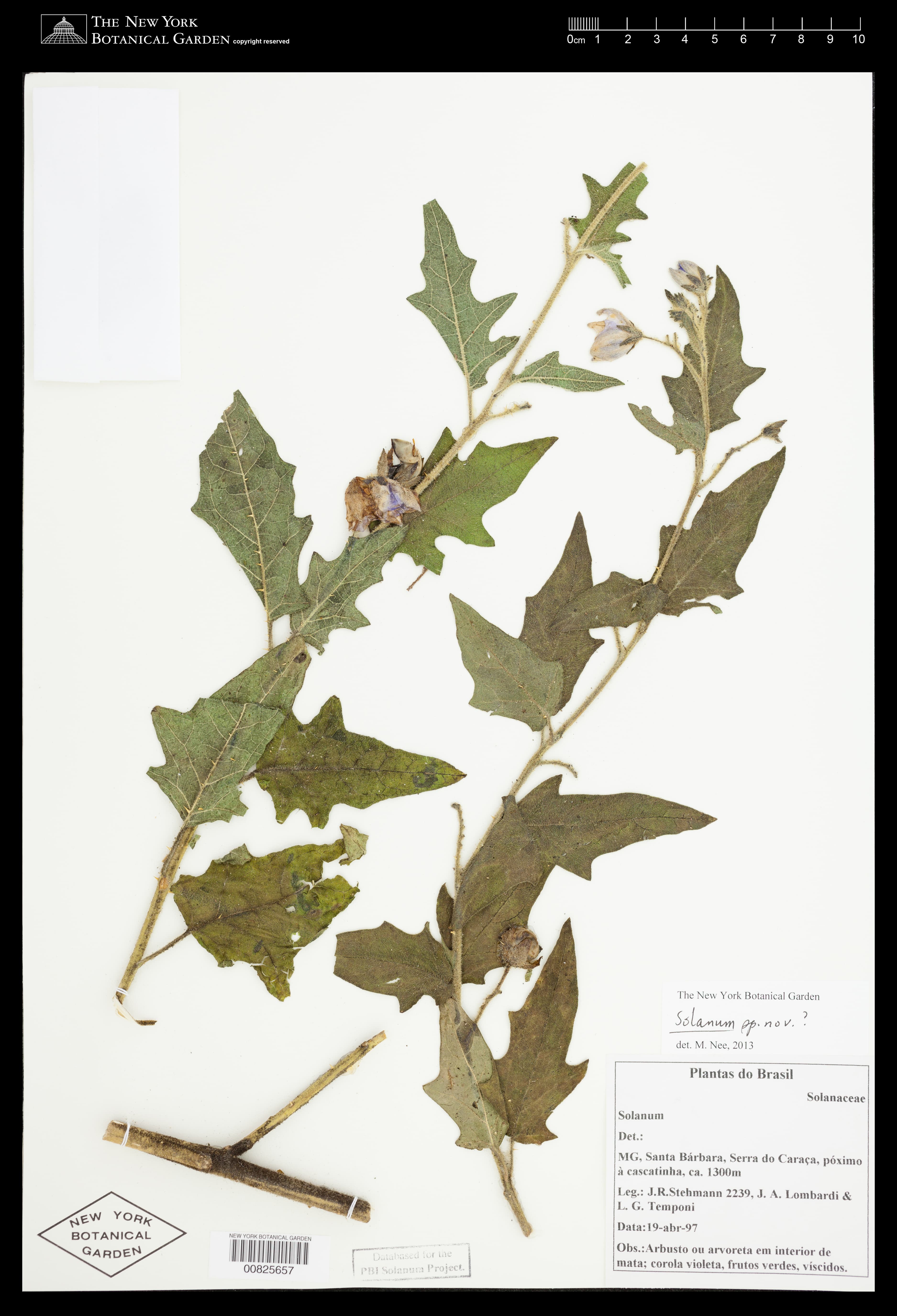 Solanum mellobarretoi