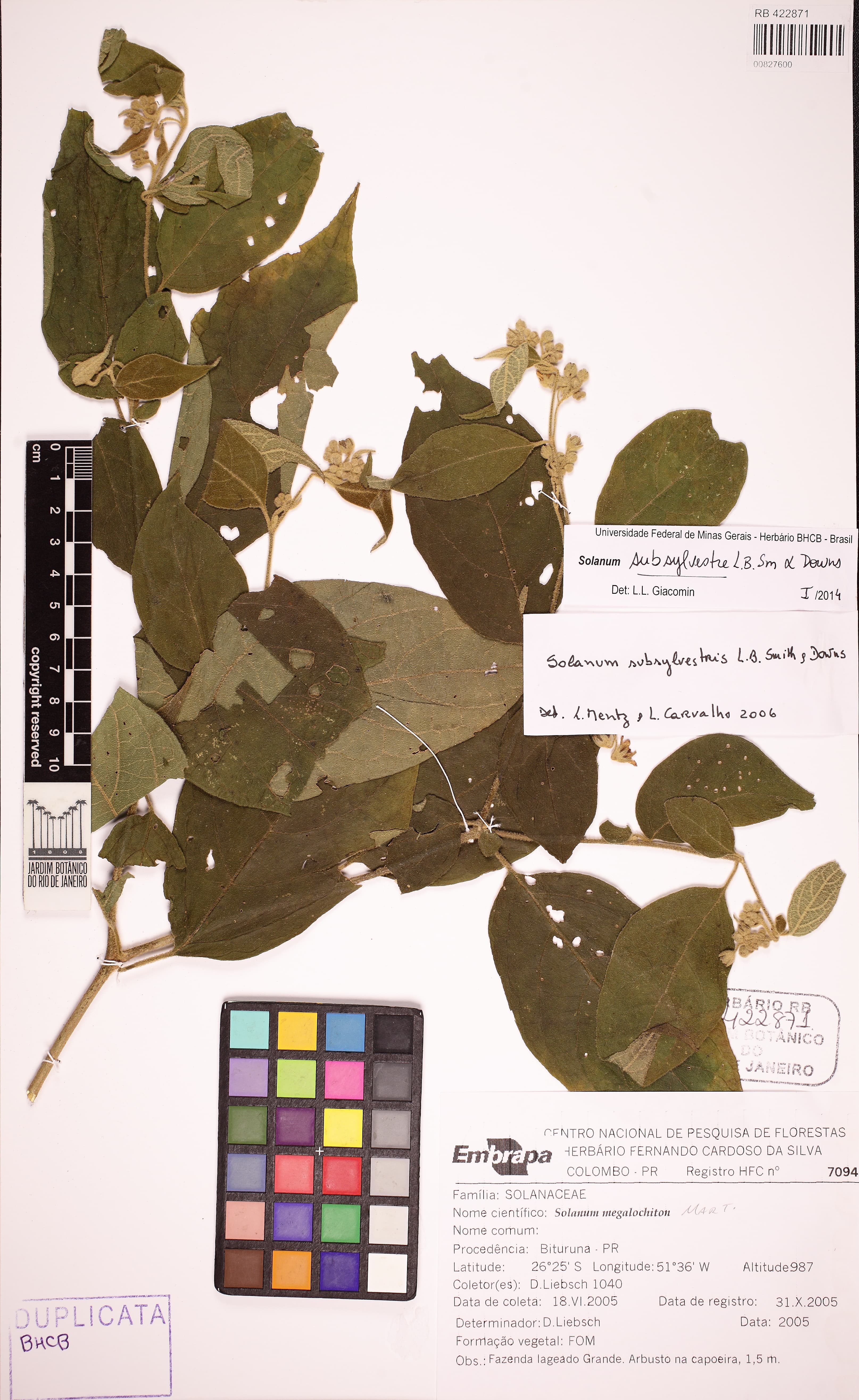 Solanum subsylvestre