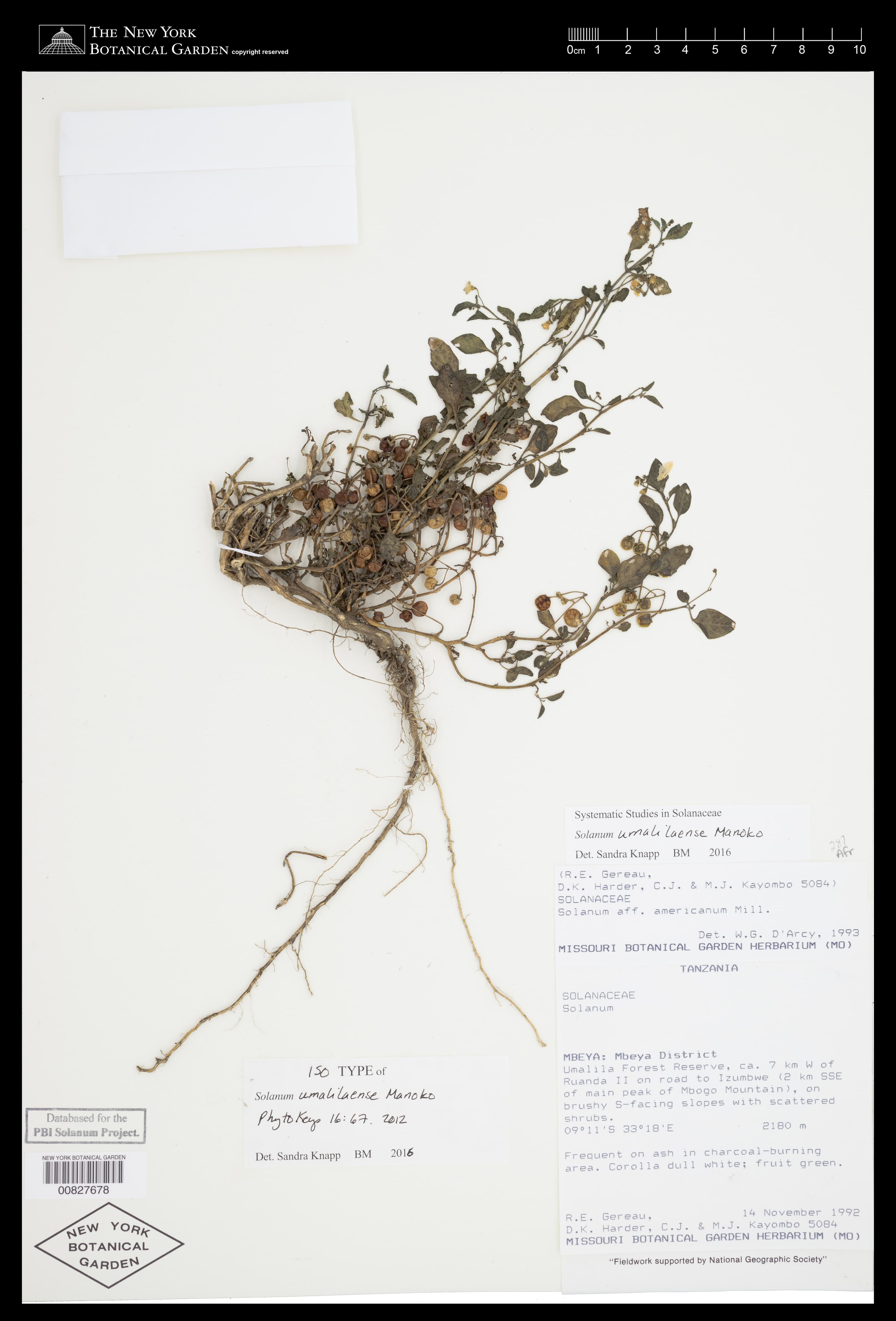 Solanum umalilaense