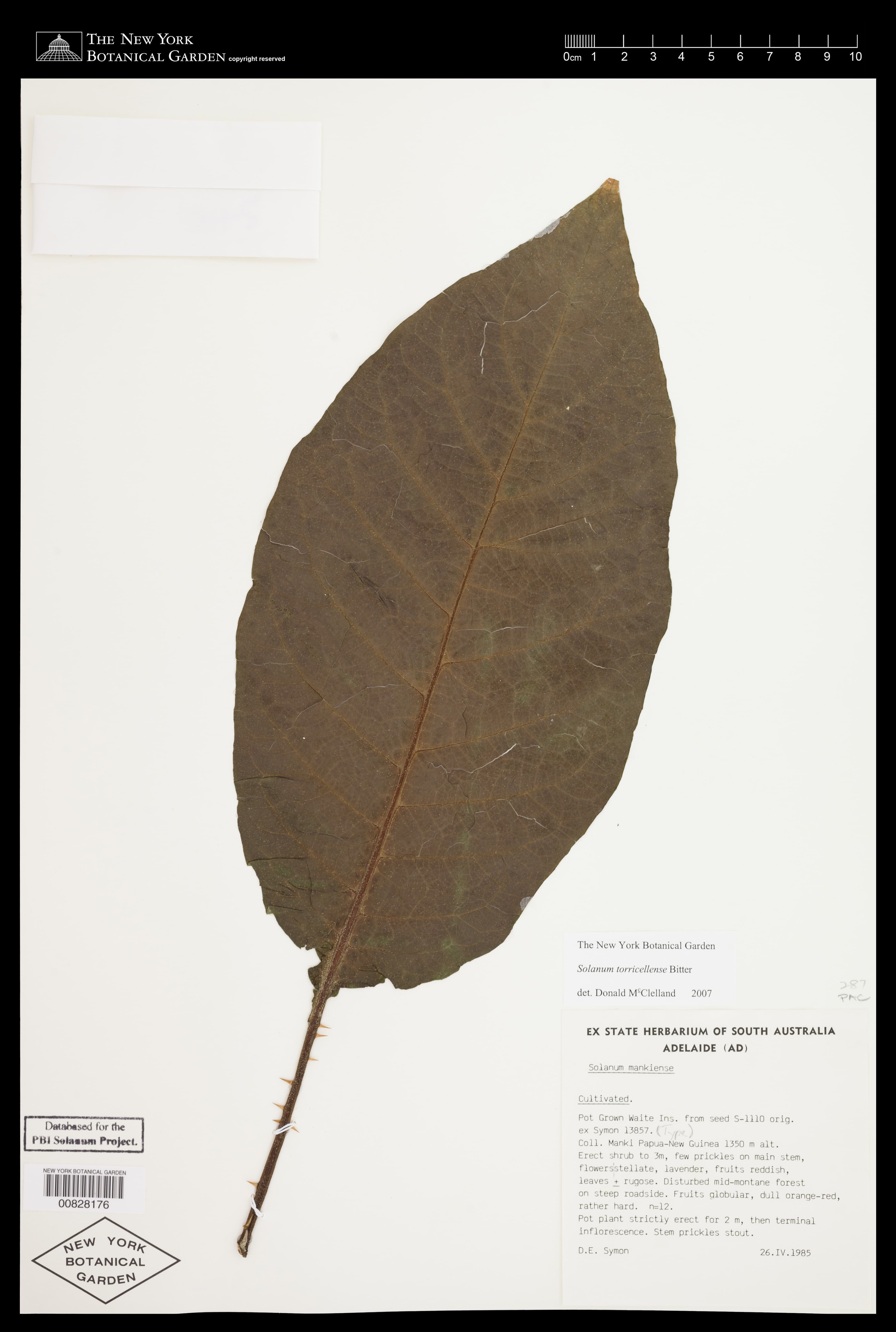 Solanum torricellense