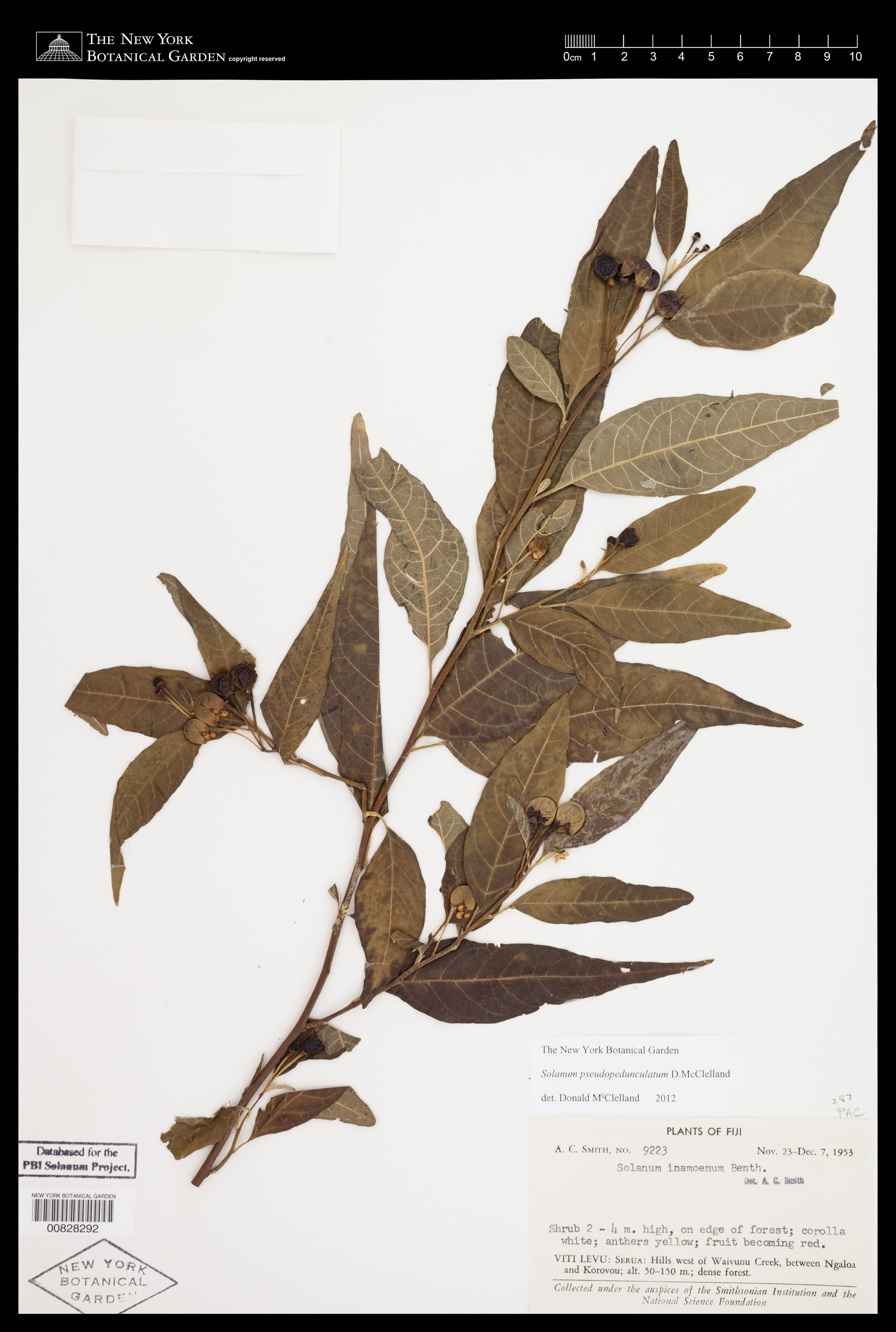 Solanum pseudopedunculatum
