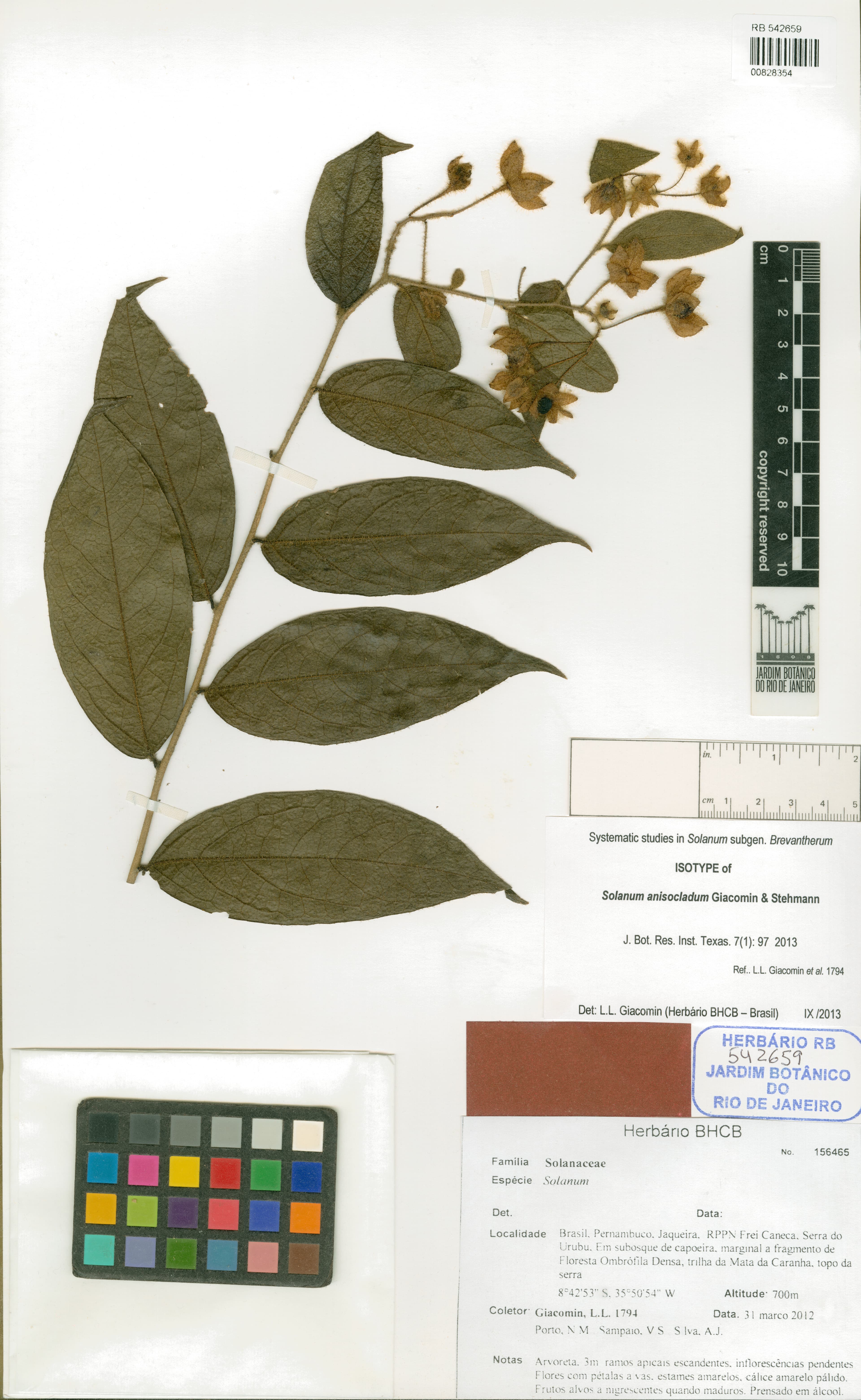 Solanum anisocladum