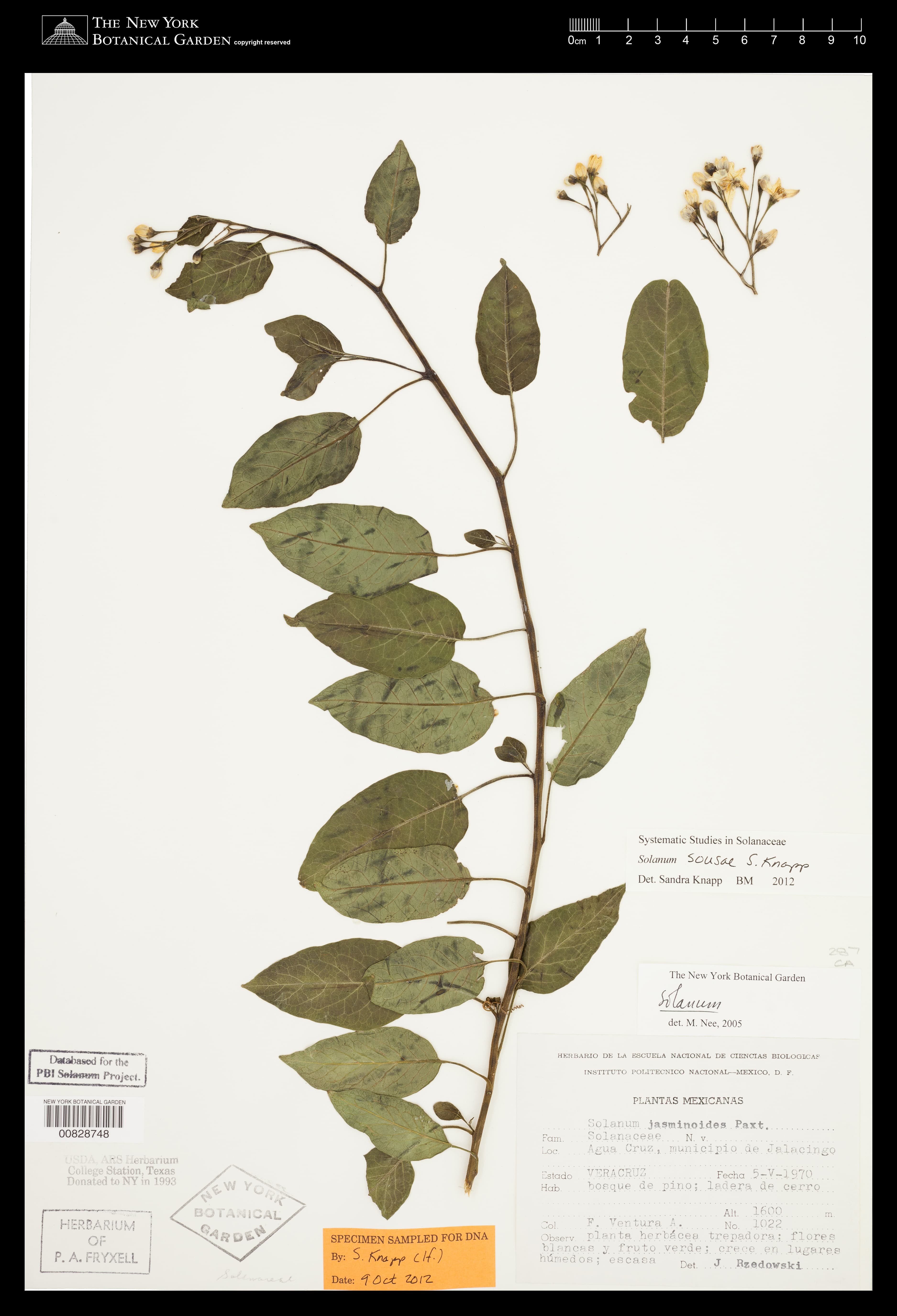 Solanum sousae