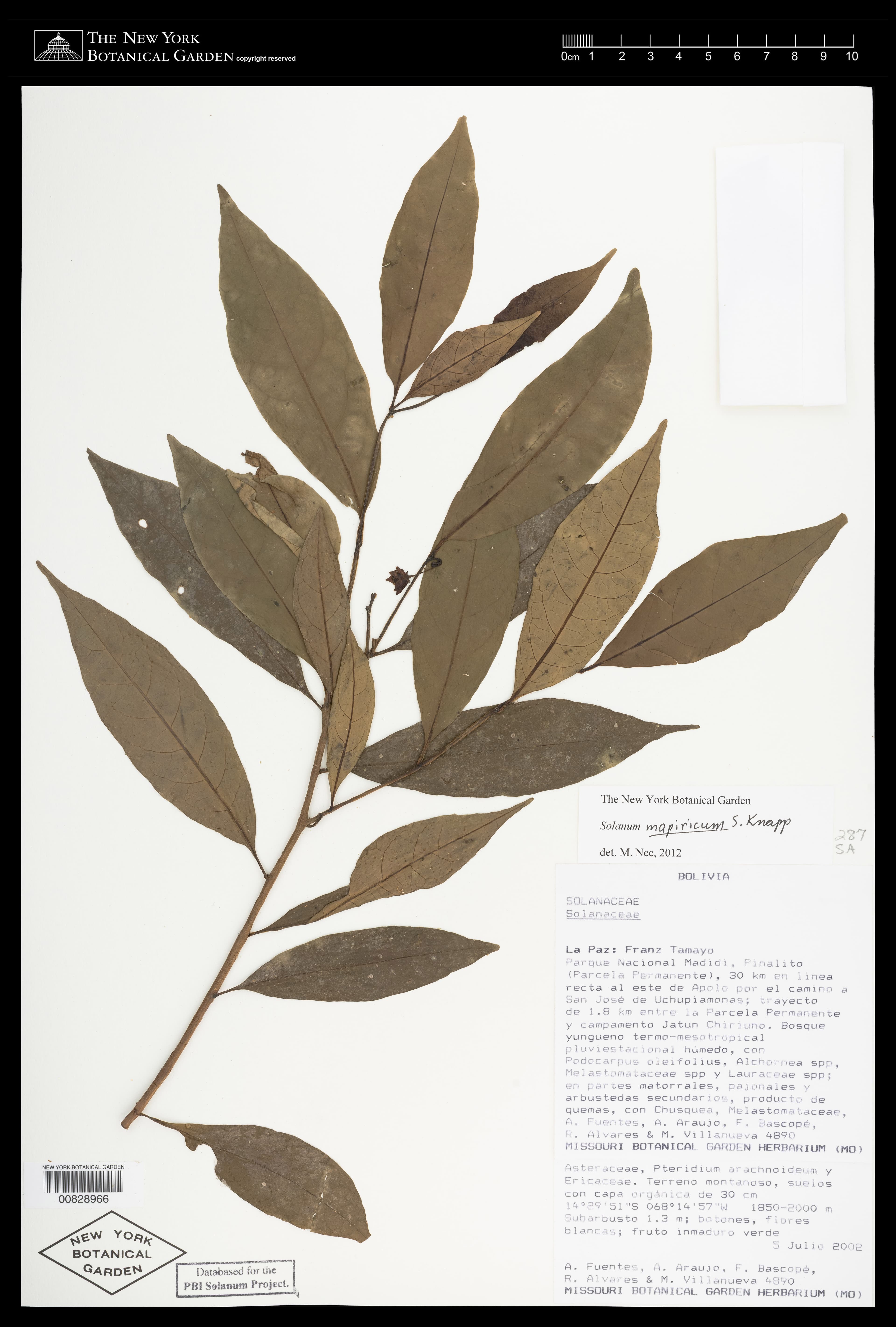 Solanum mapiricum