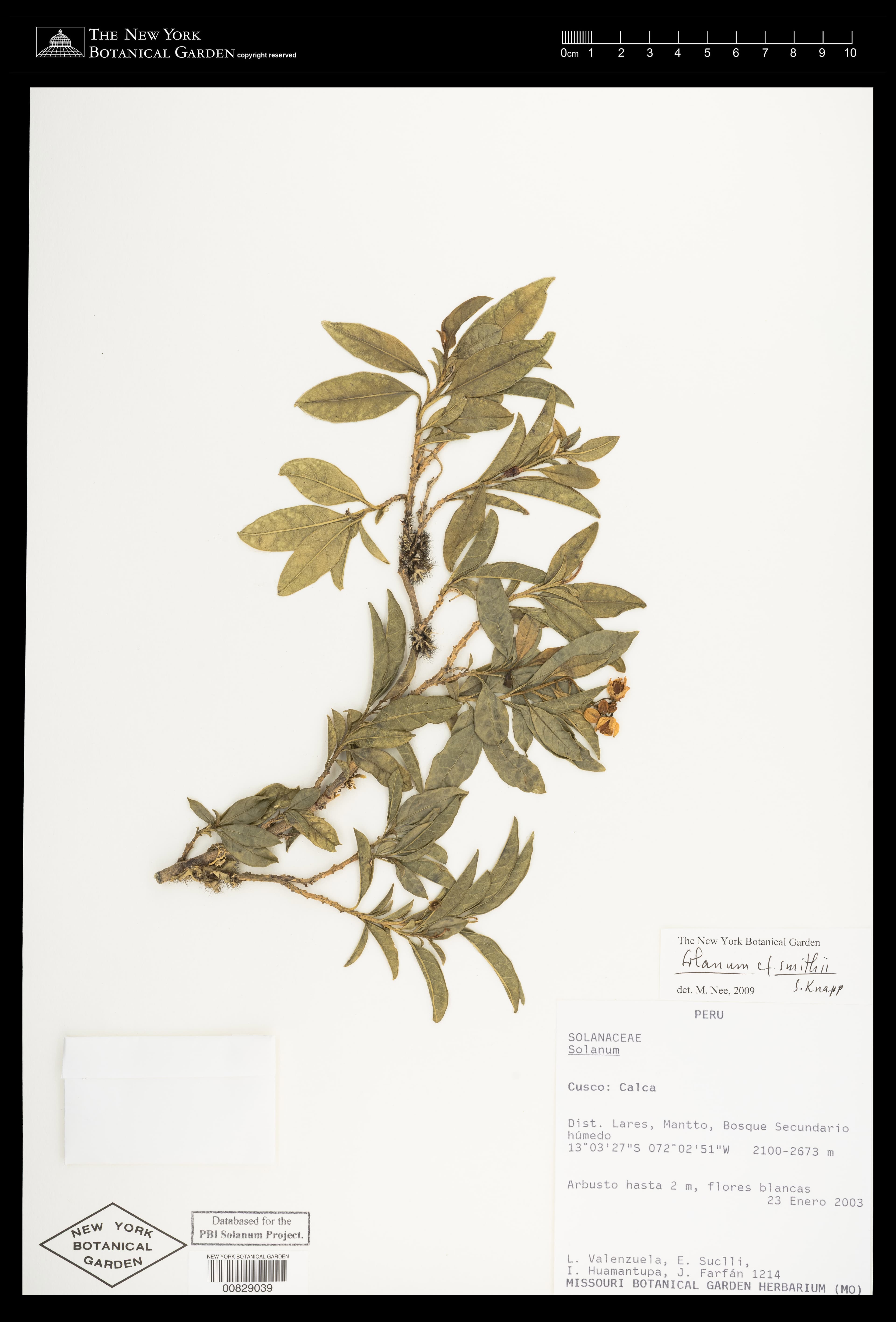 Solanum smithii