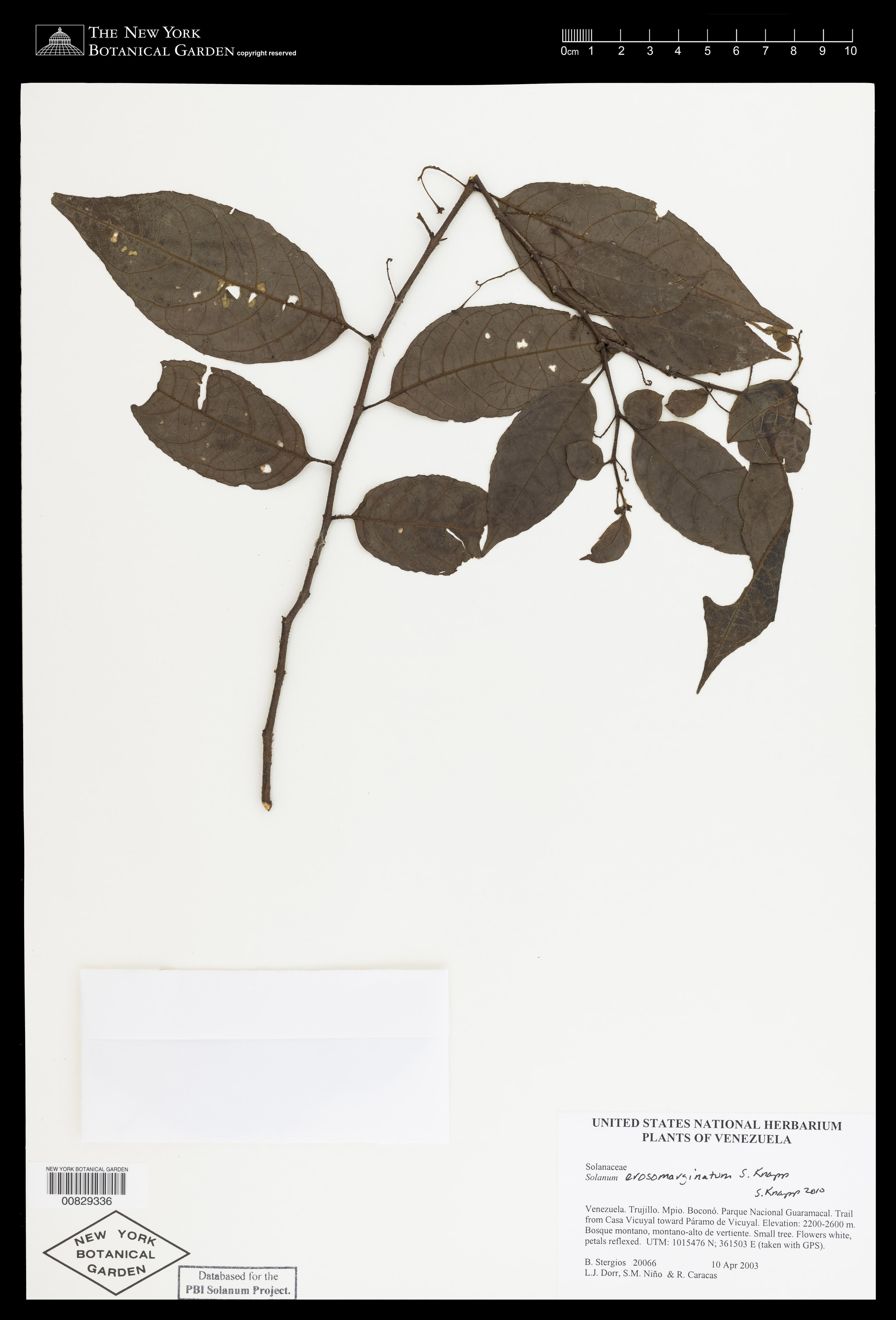 Solanum erosomarginatum