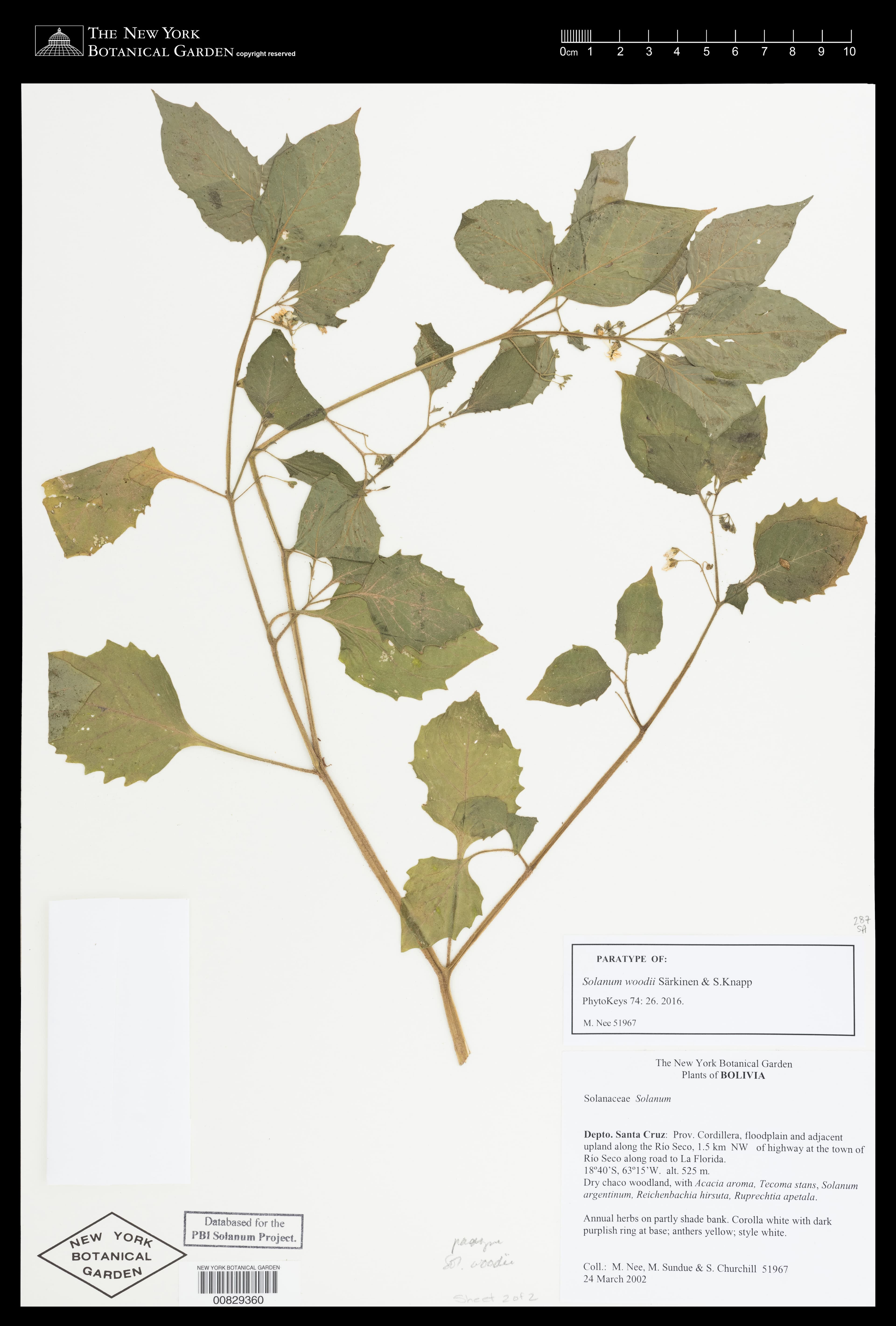 Solanum woodii