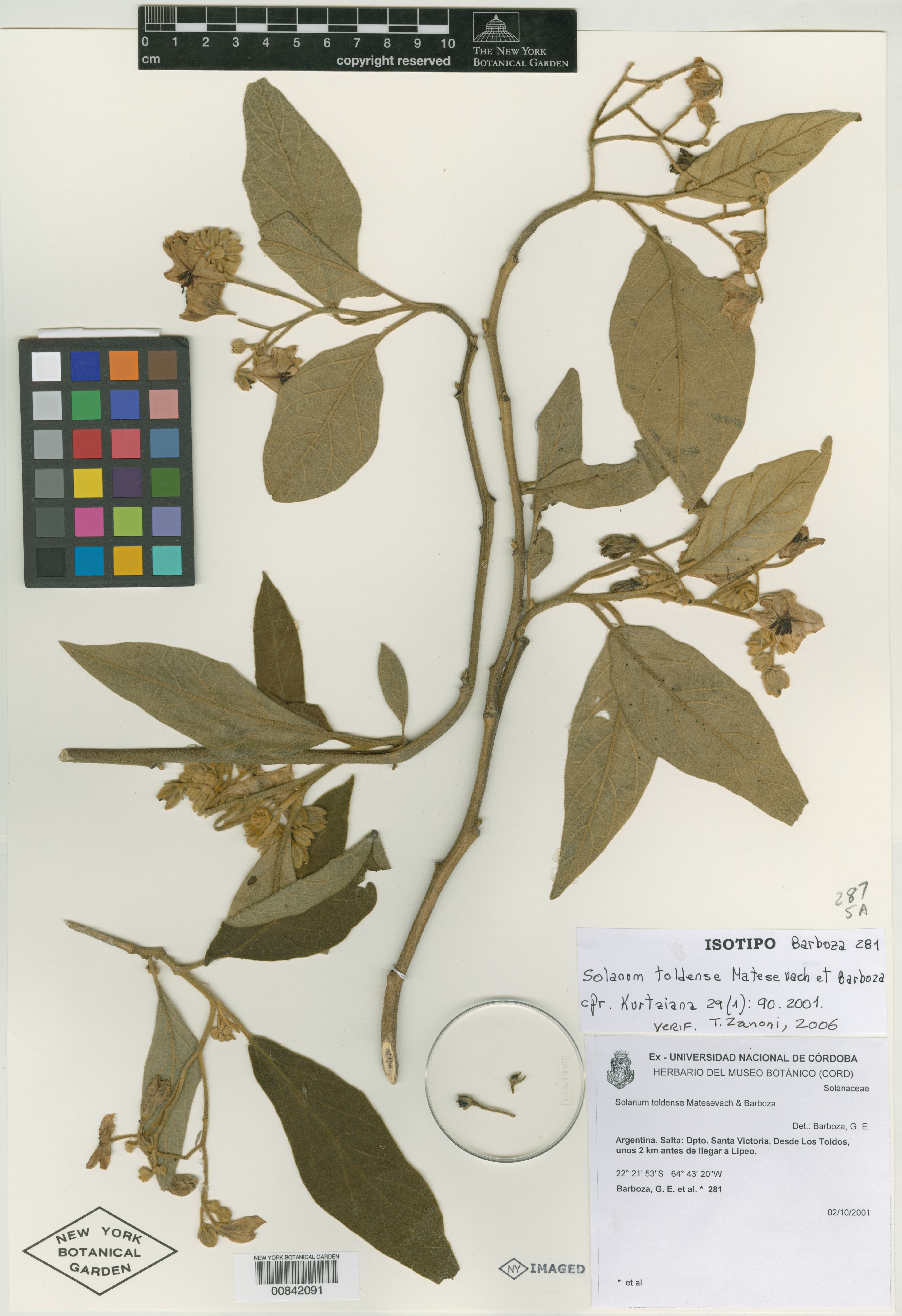Solanum toldense