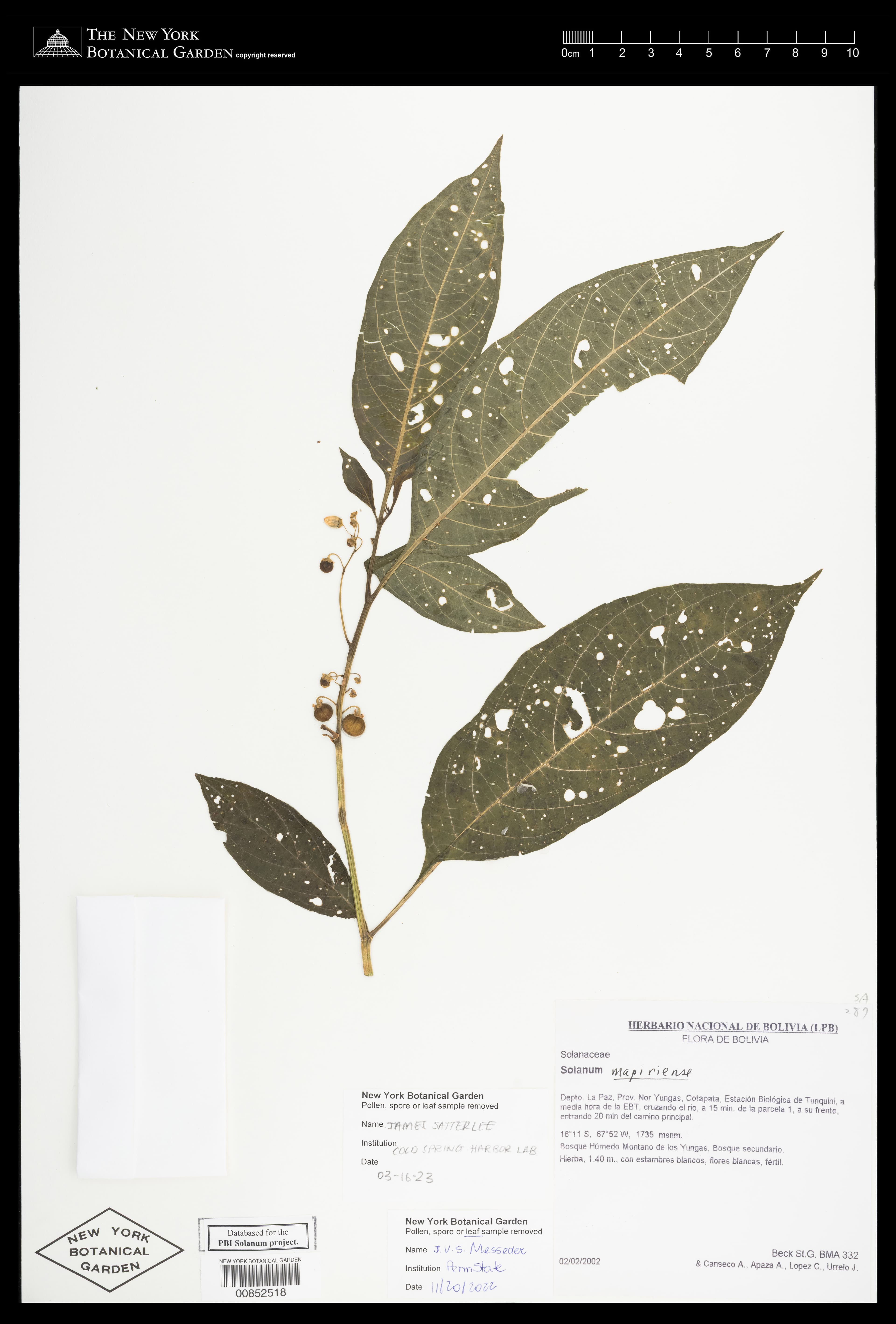 Solanum mapiriense