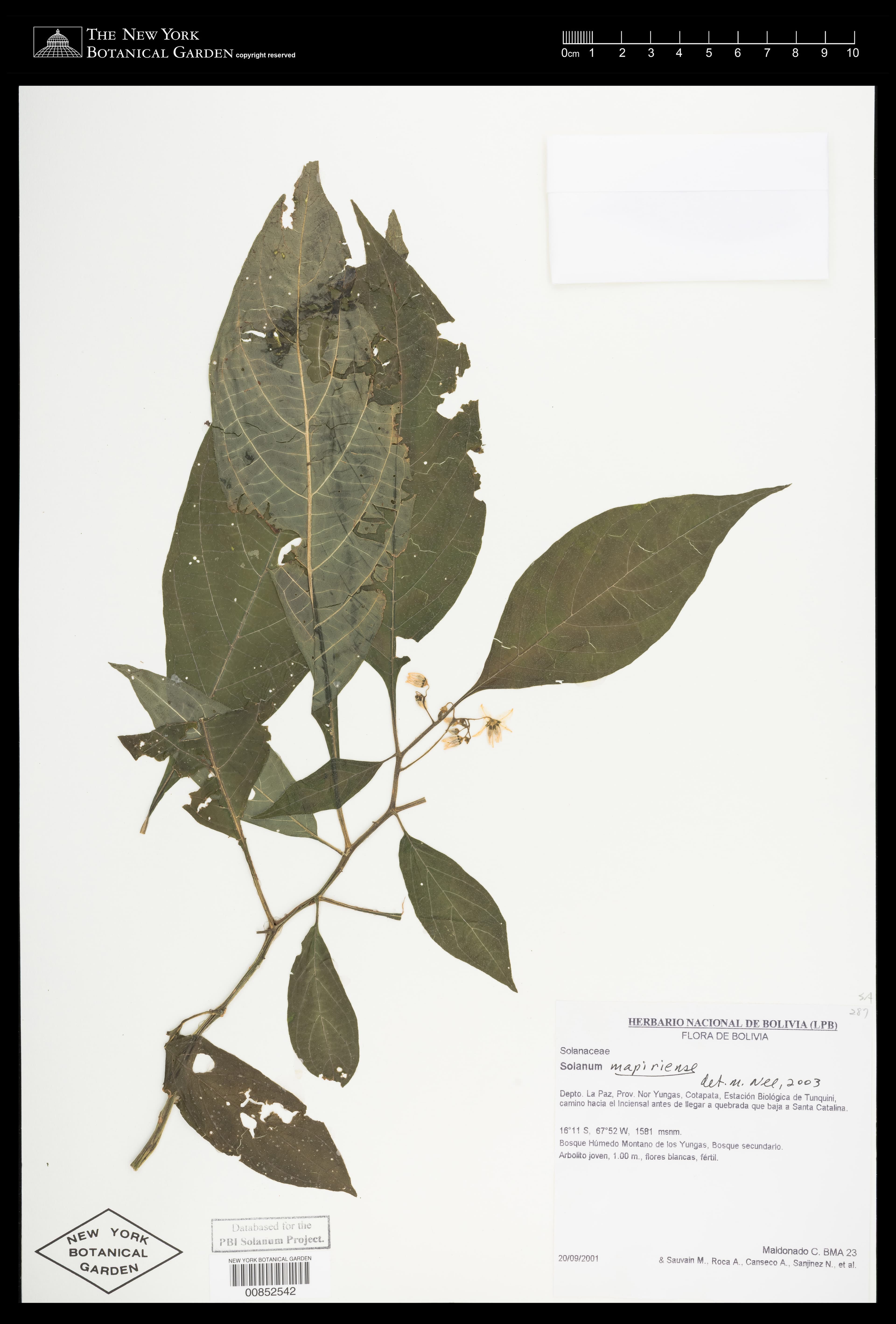 Solanum mapiriense