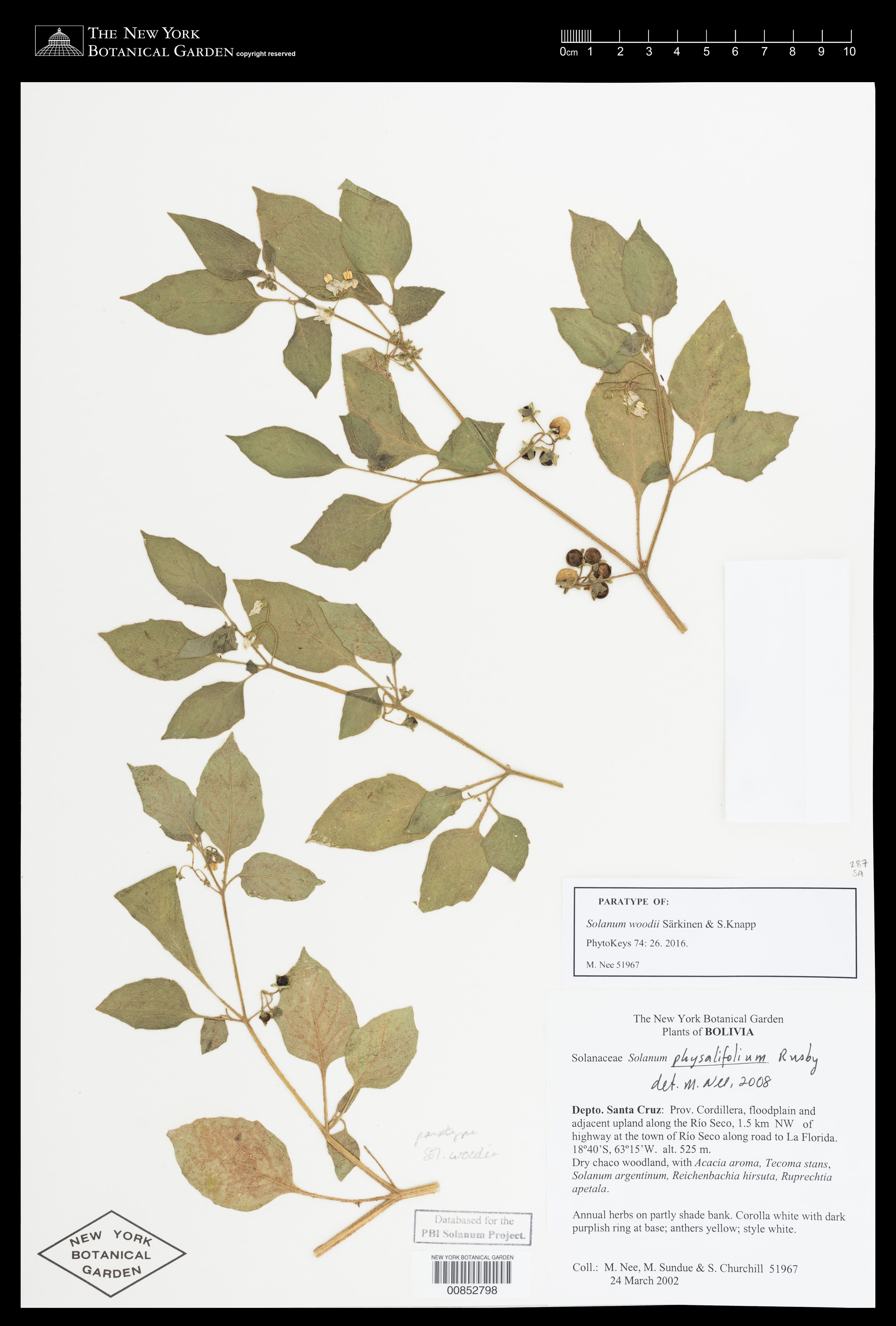 Solanum woodii