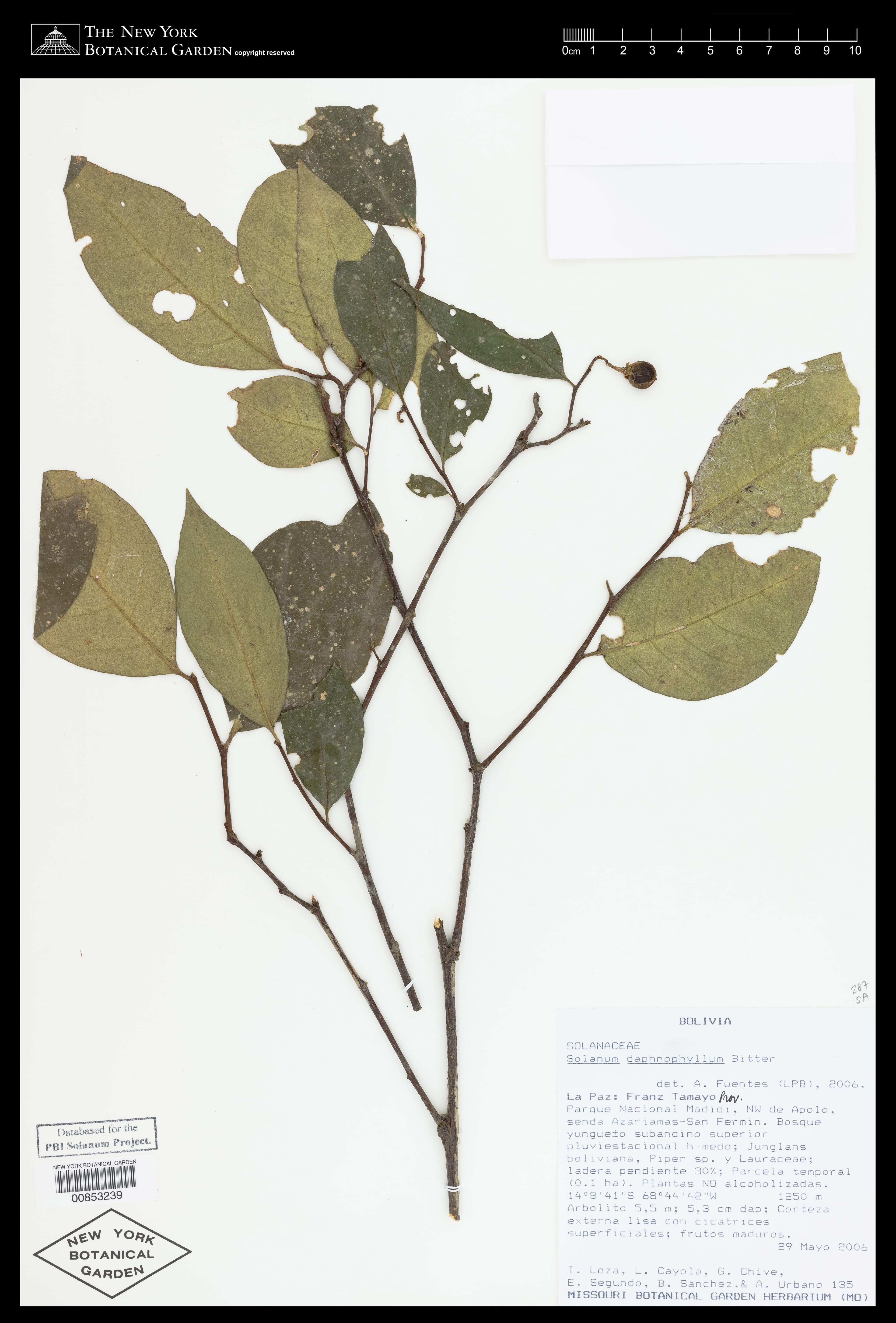 Solanum daphnophyllum