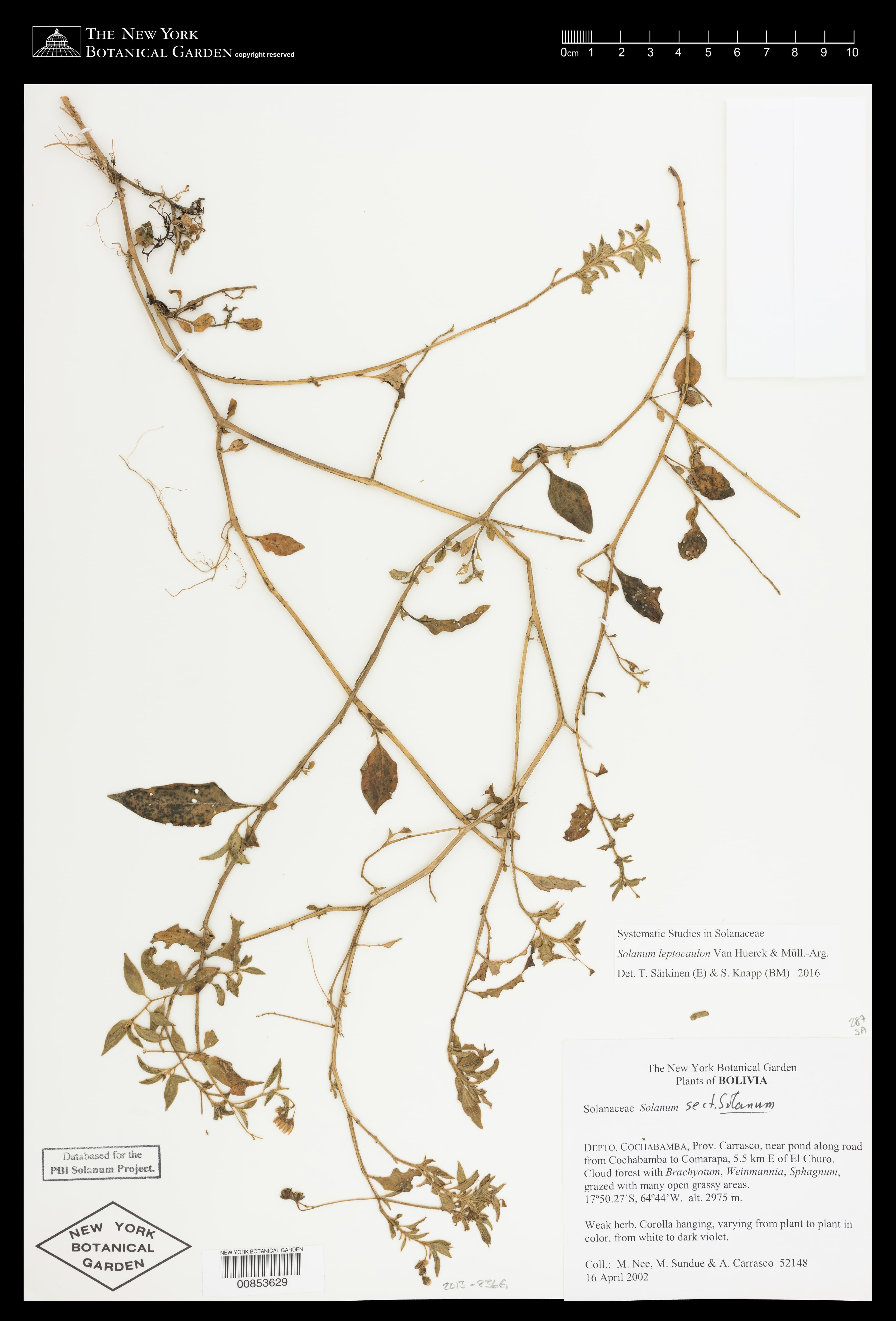 Solanum leptocaulon