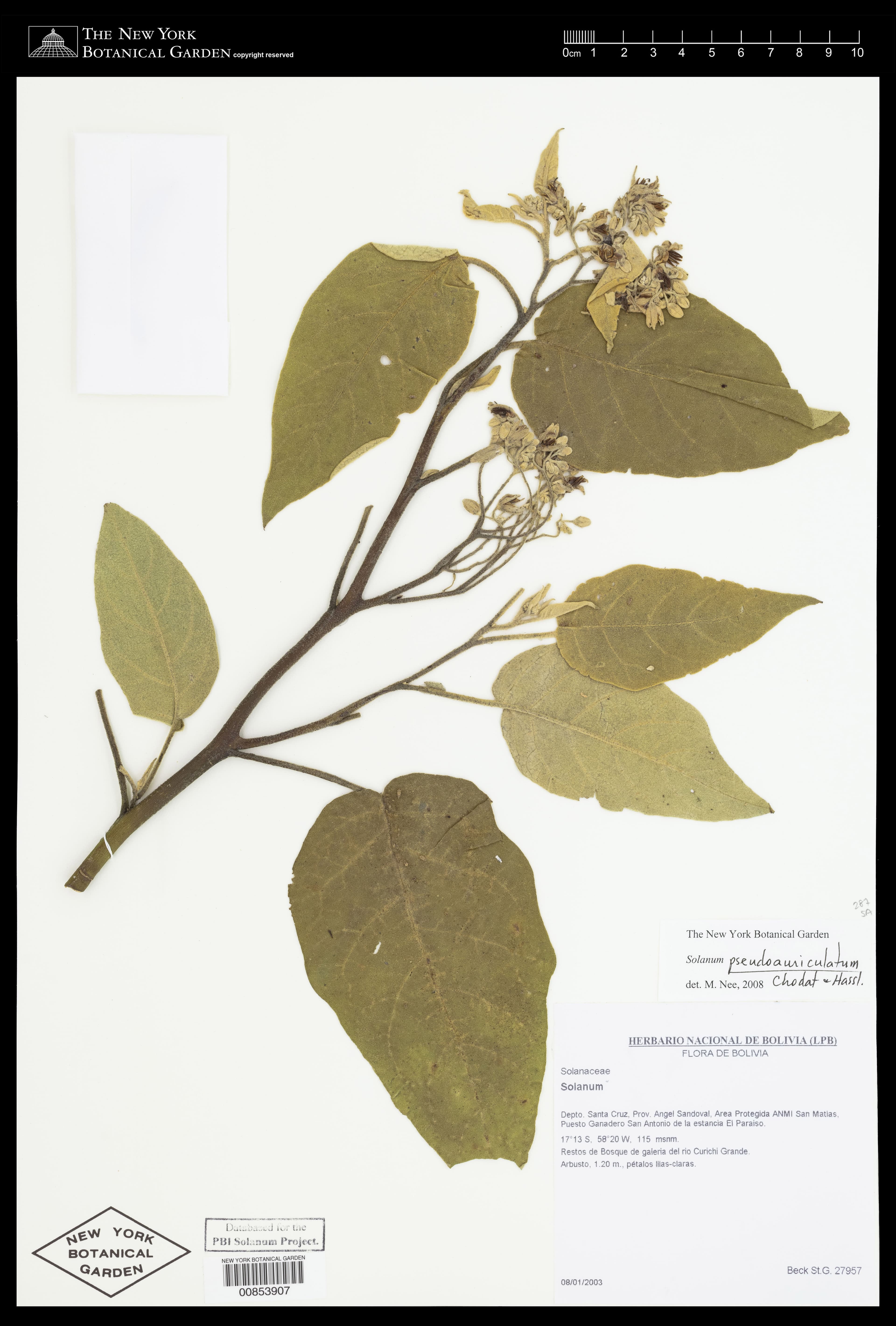 Solanum pseudoauriculatum