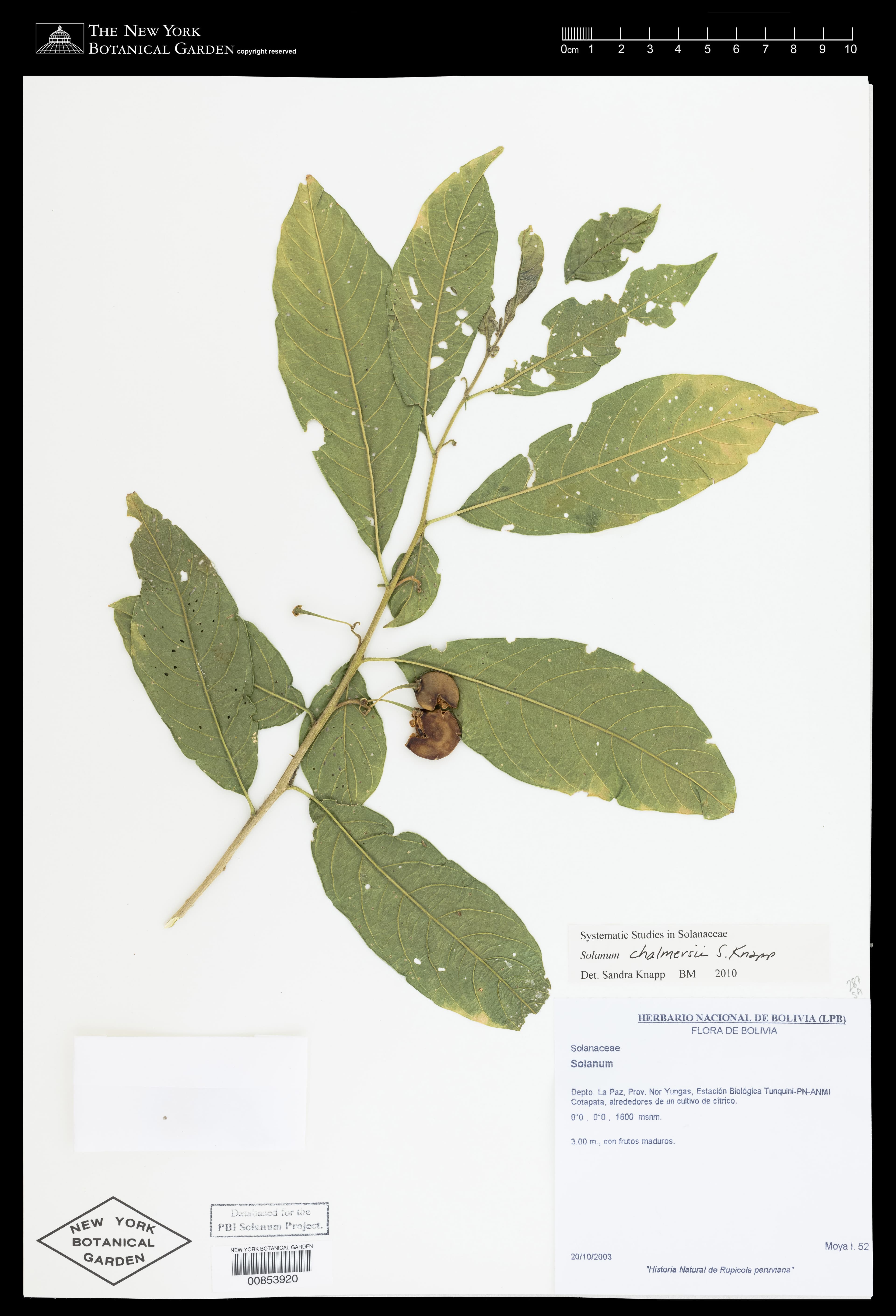 Solanum chalmersii