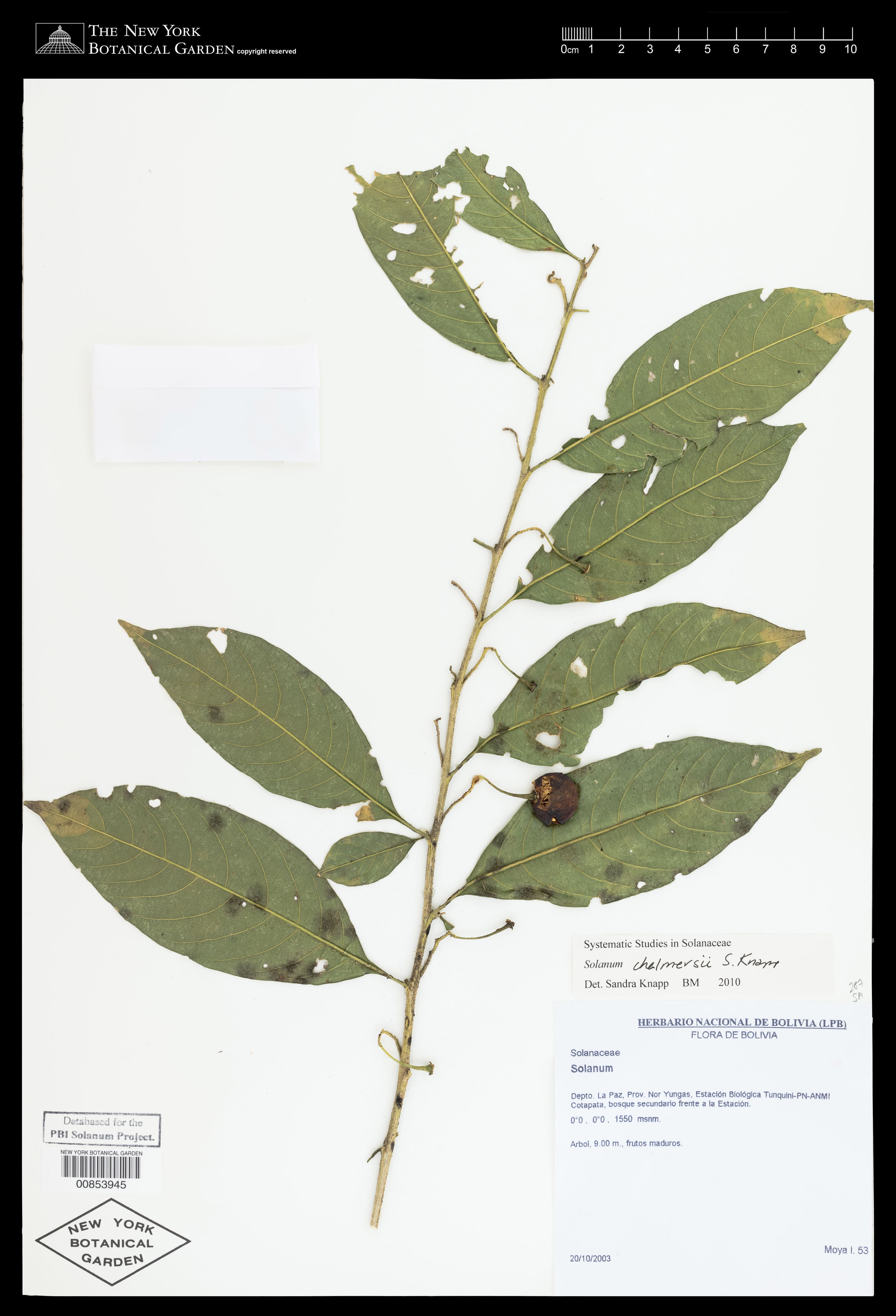 Solanum chalmersii