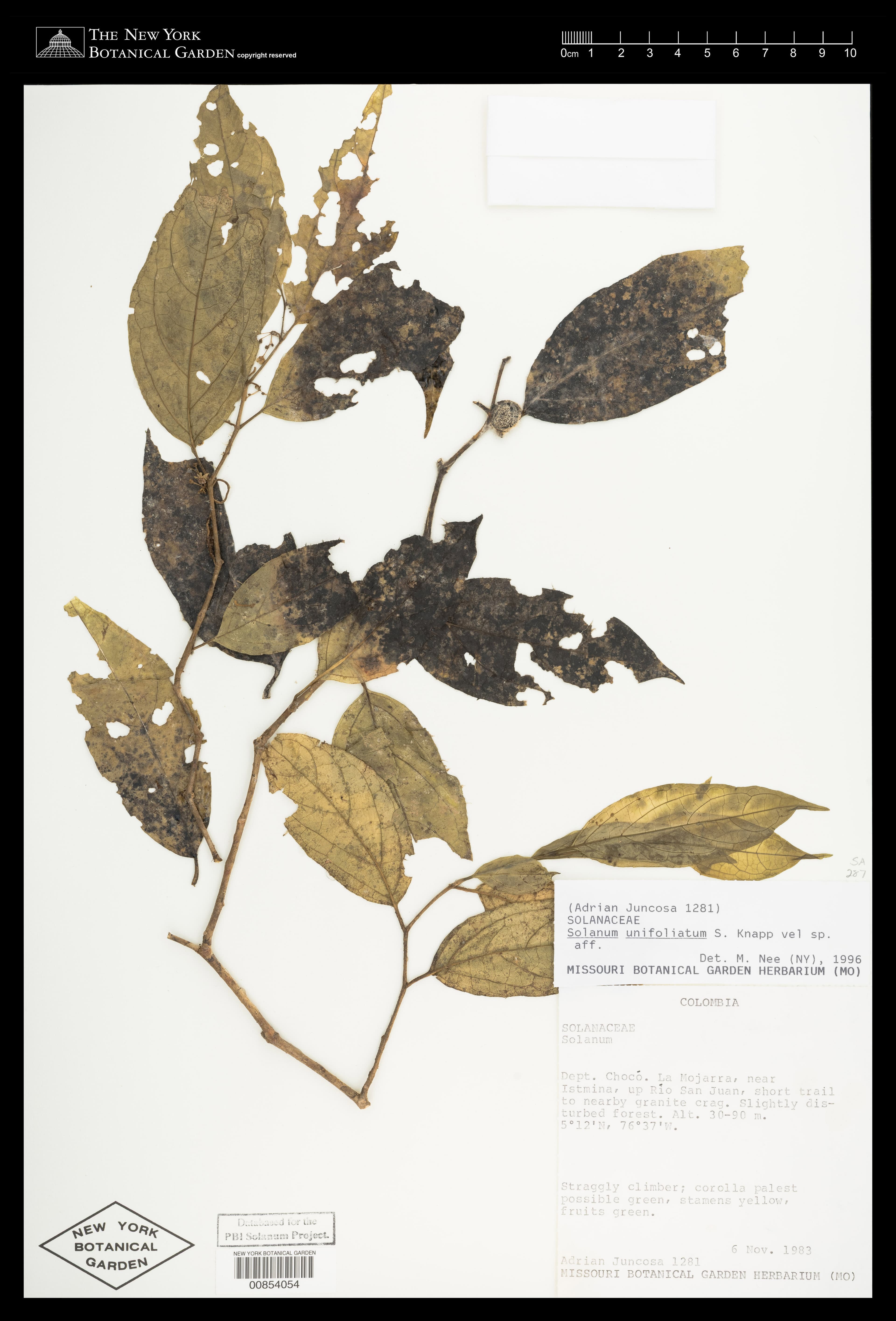 Solanum unifoliatum