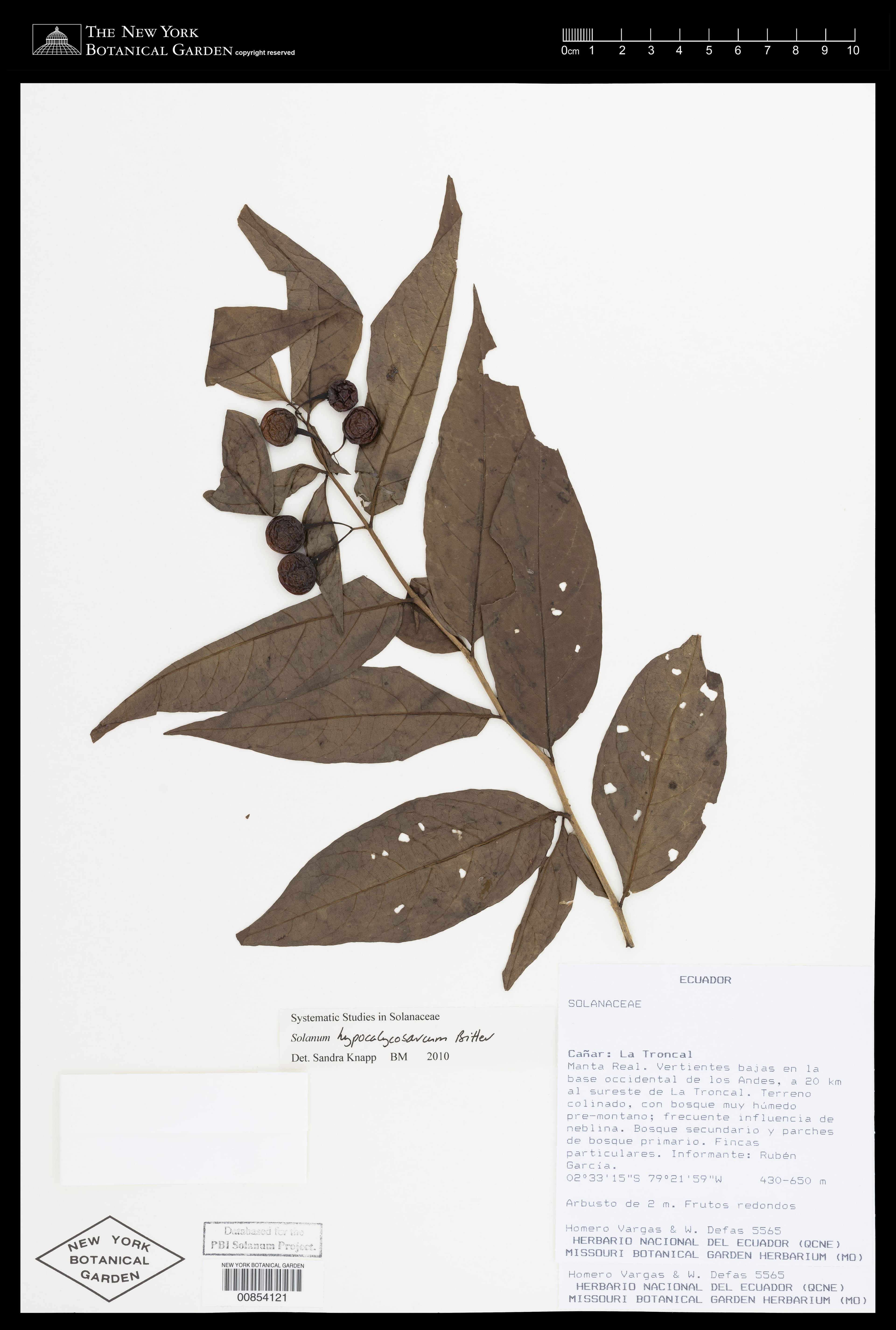 Solanum hypocalycosarcum