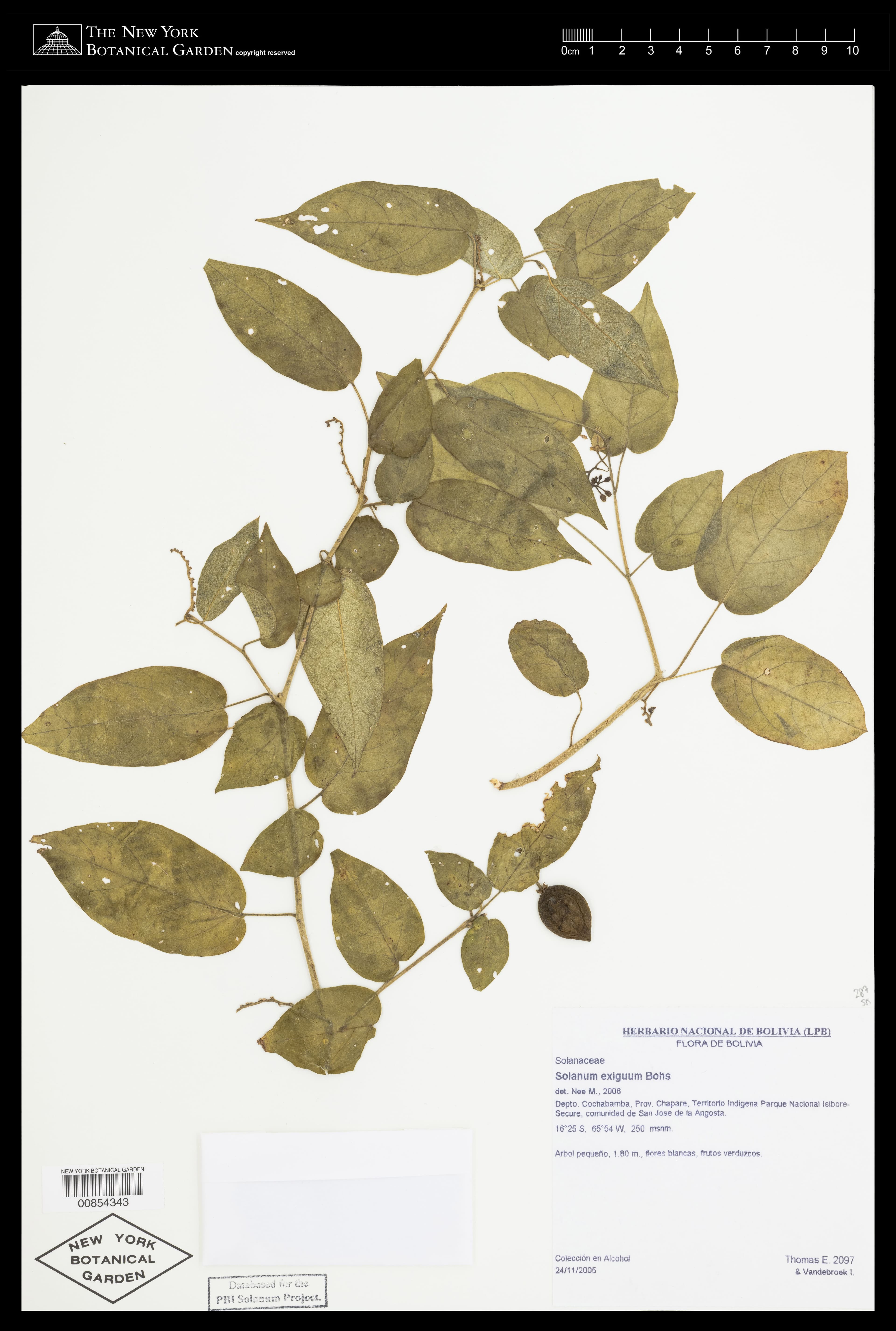 Solanum exiguum