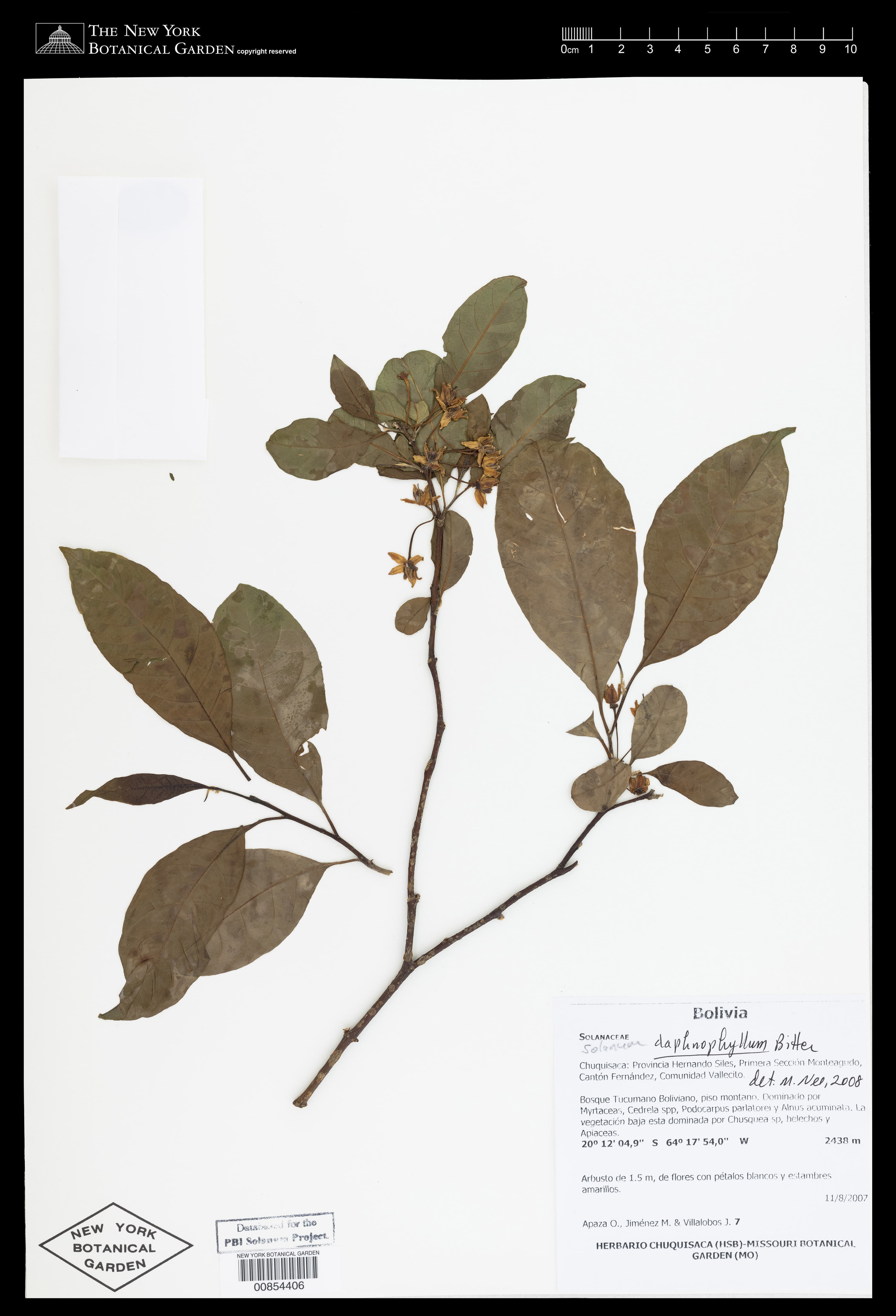 Solanum daphnophyllum