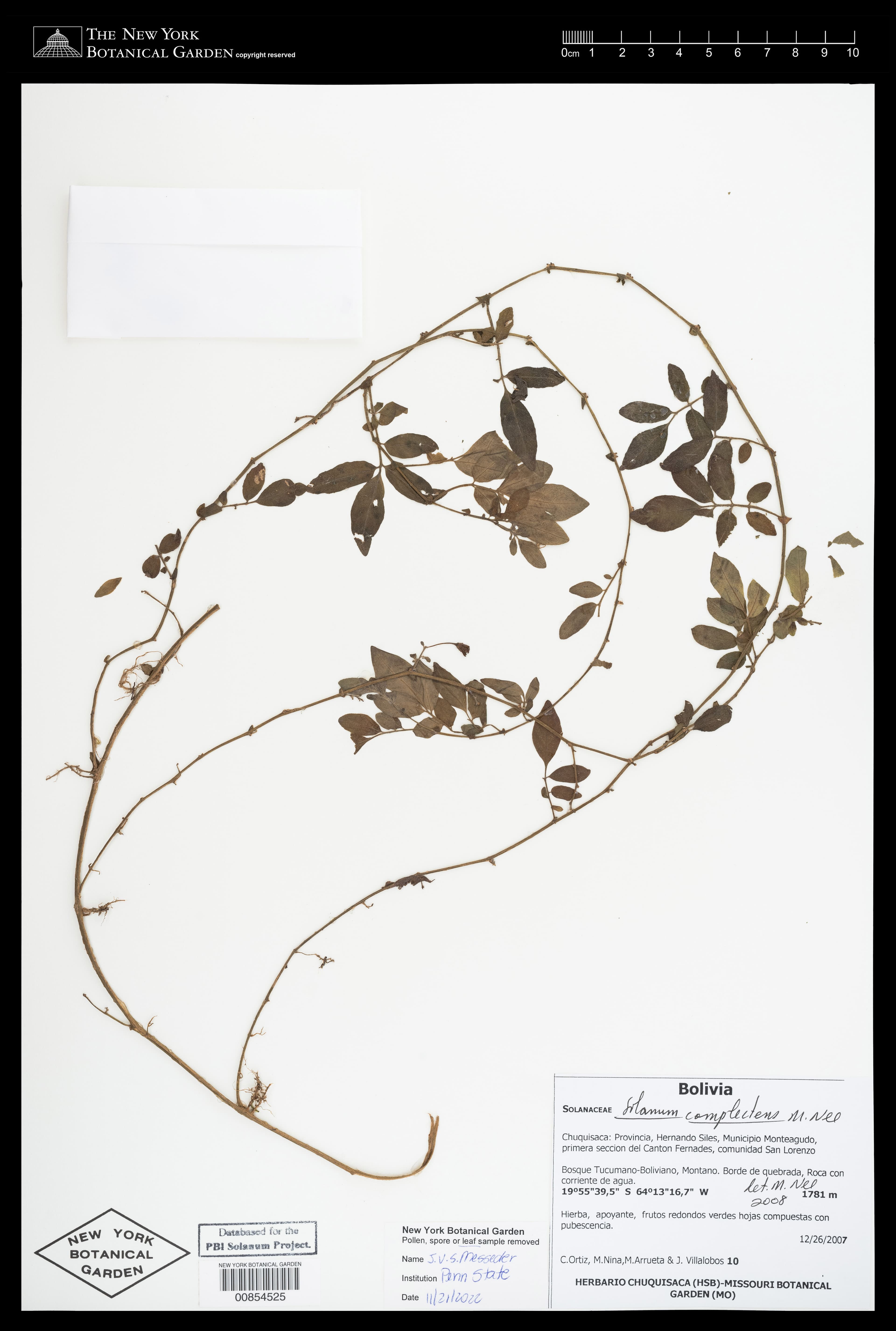 Solanum complectens