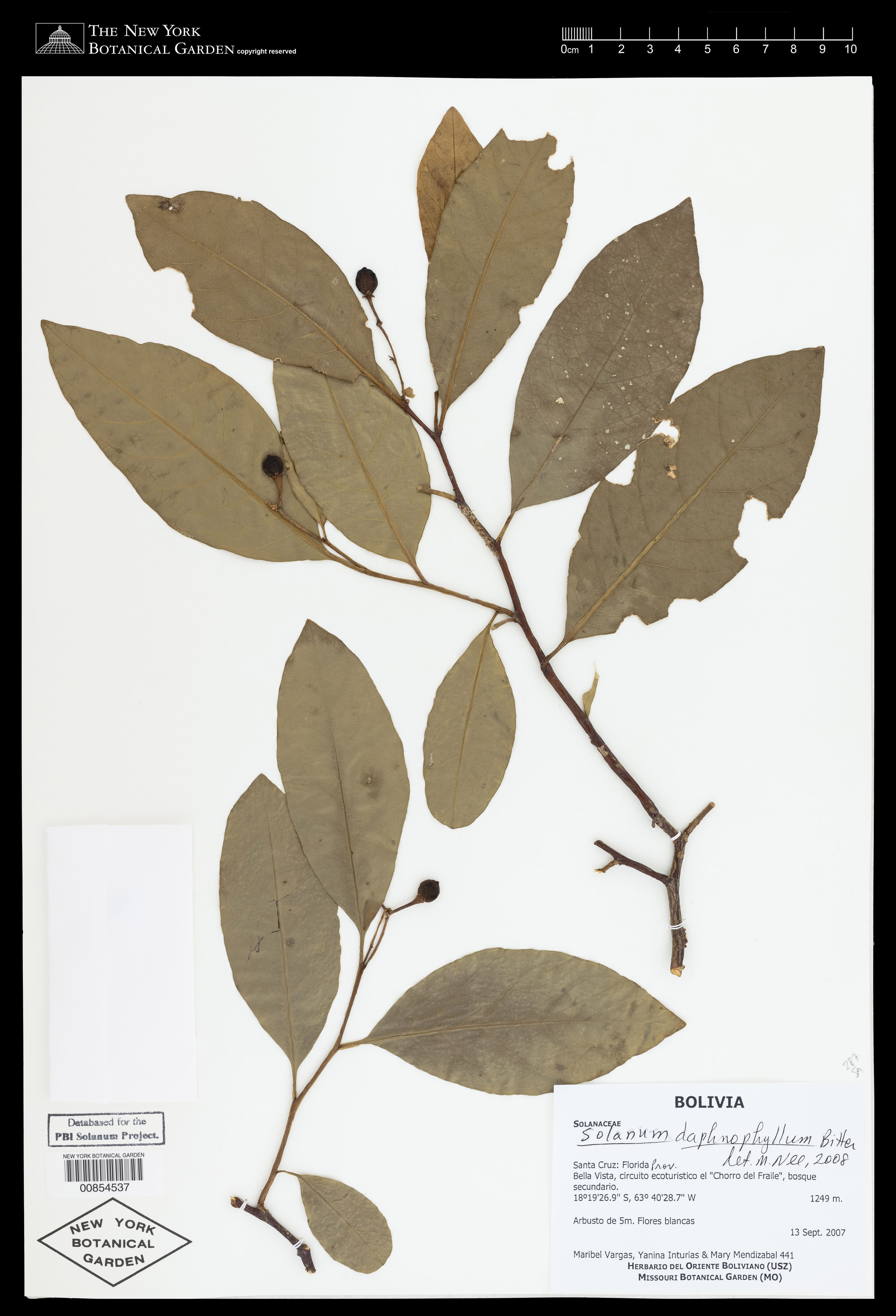 Solanum daphnophyllum