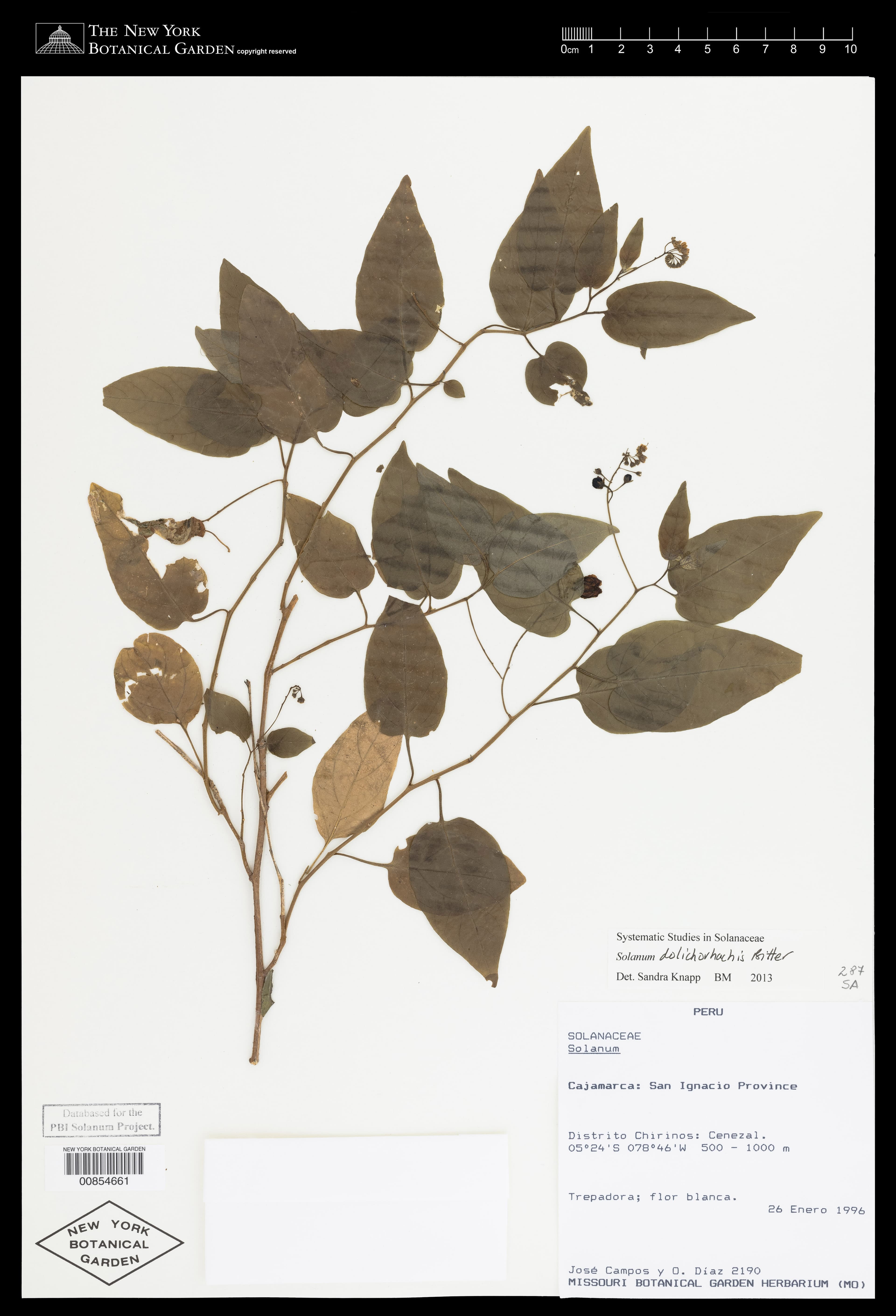 Solanum dolichorhachis