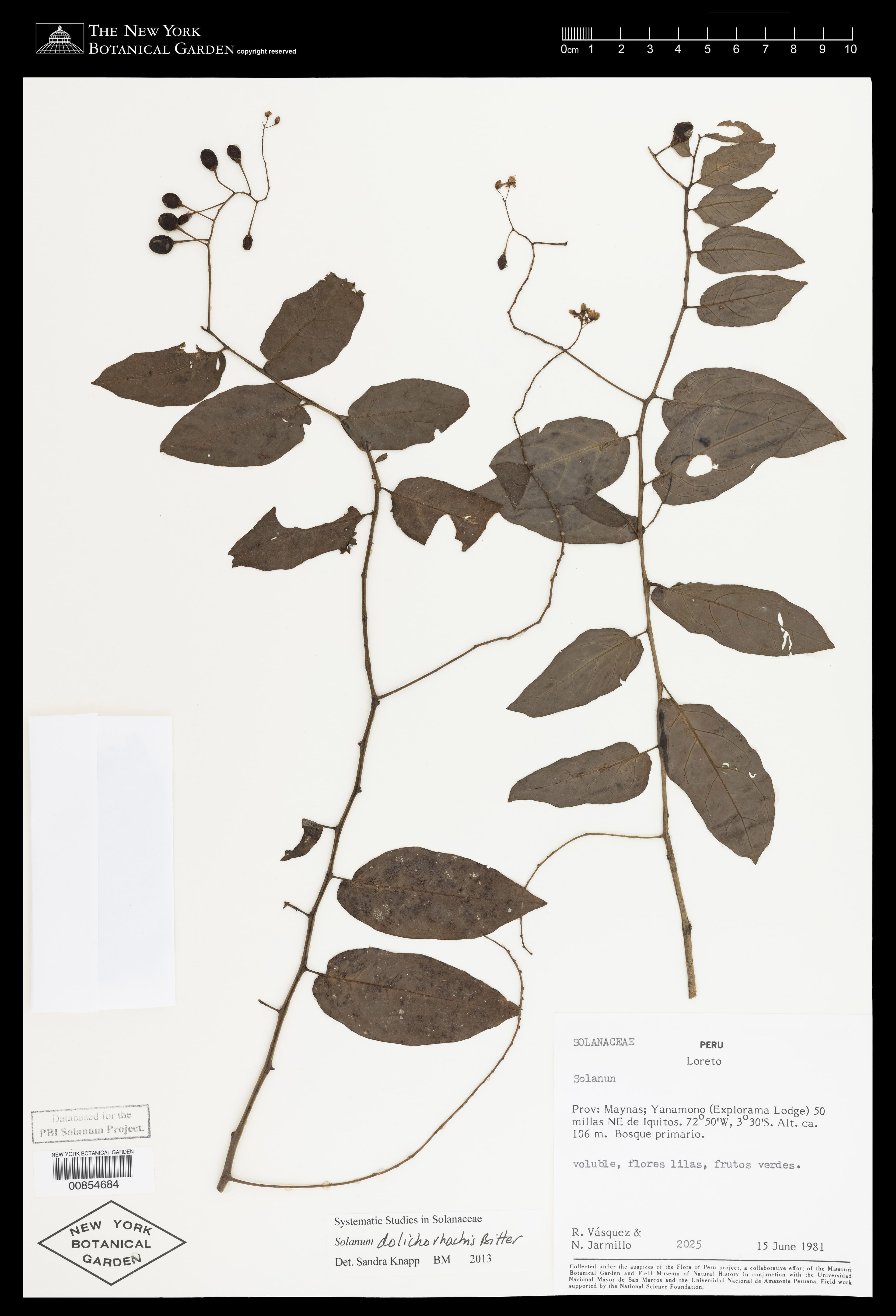 Solanum dolichorhachis