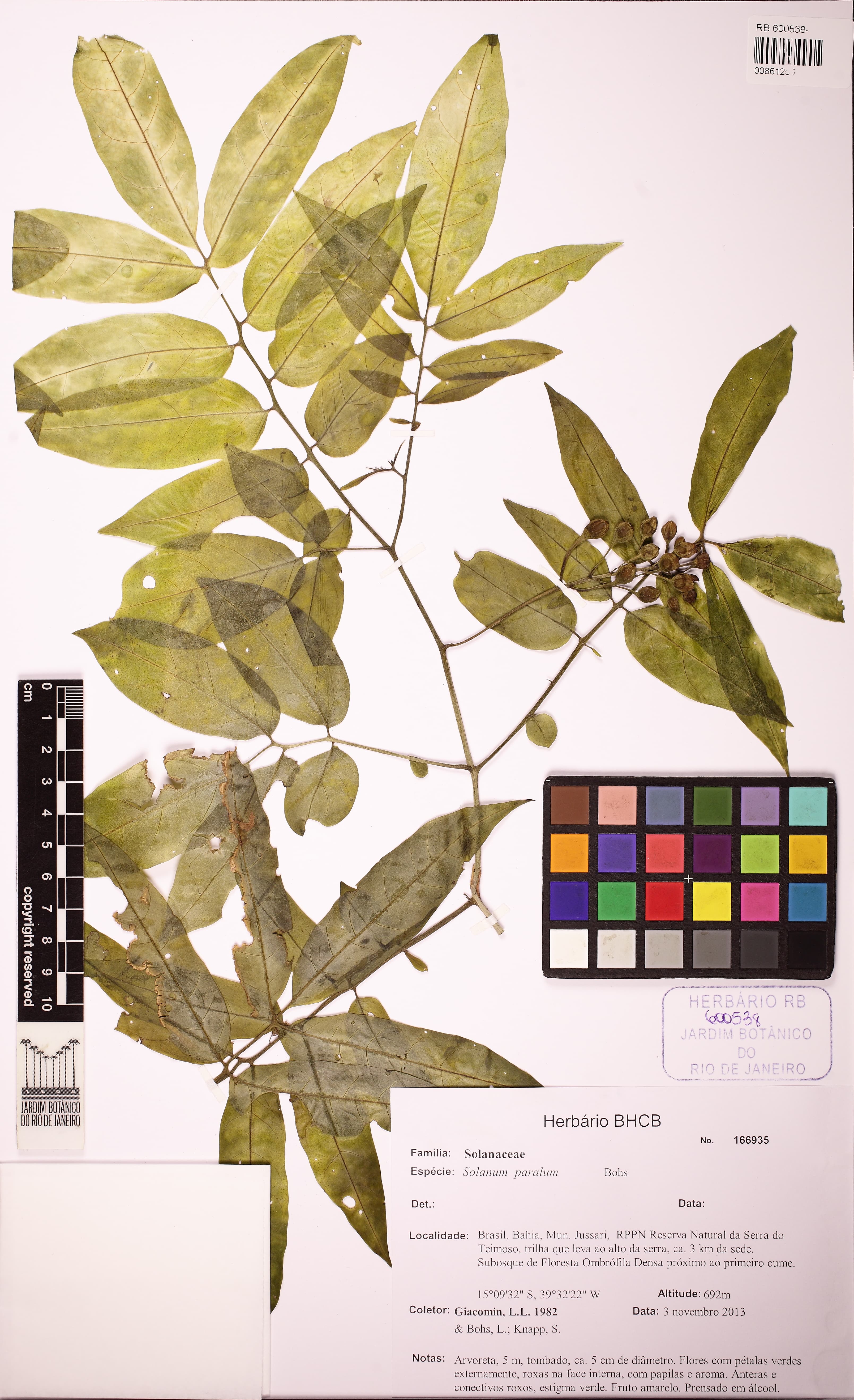 Solanum paralum