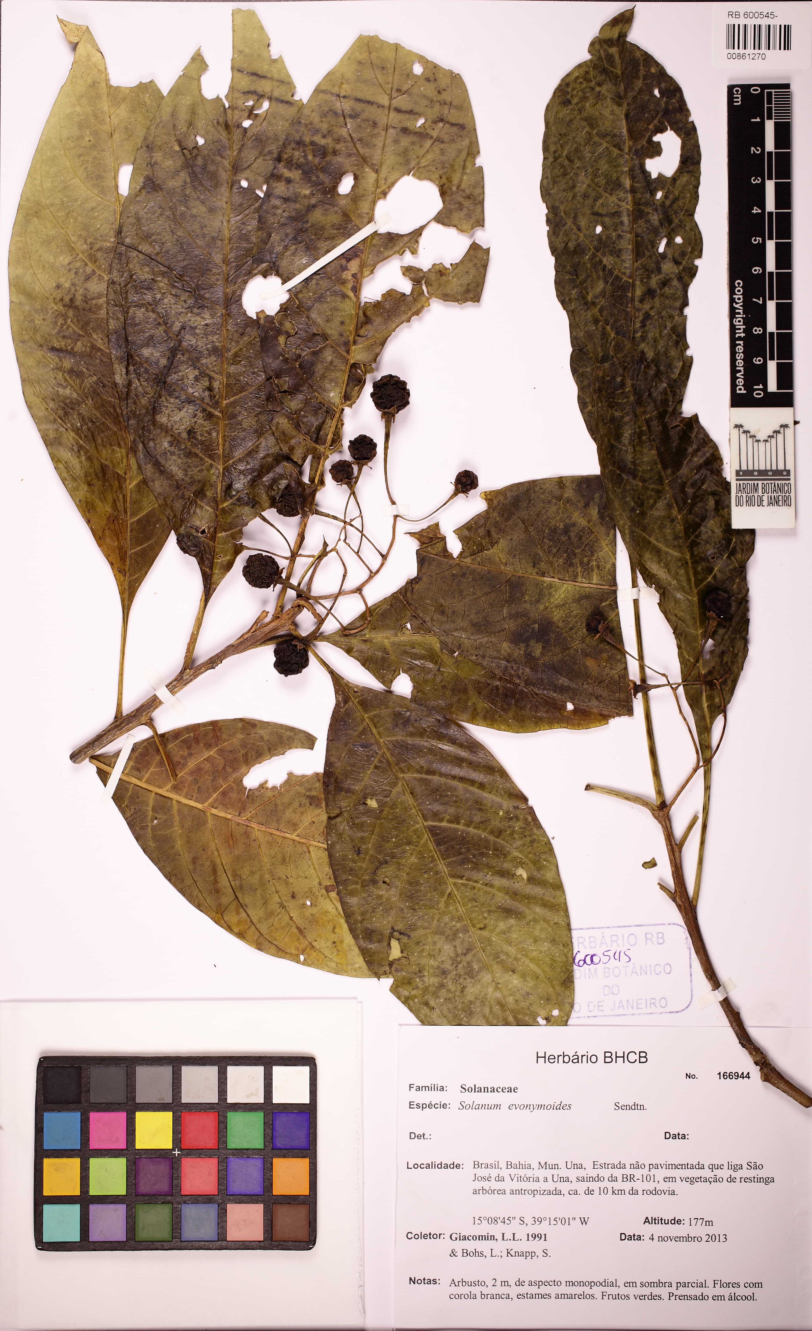Solanum evonymoides