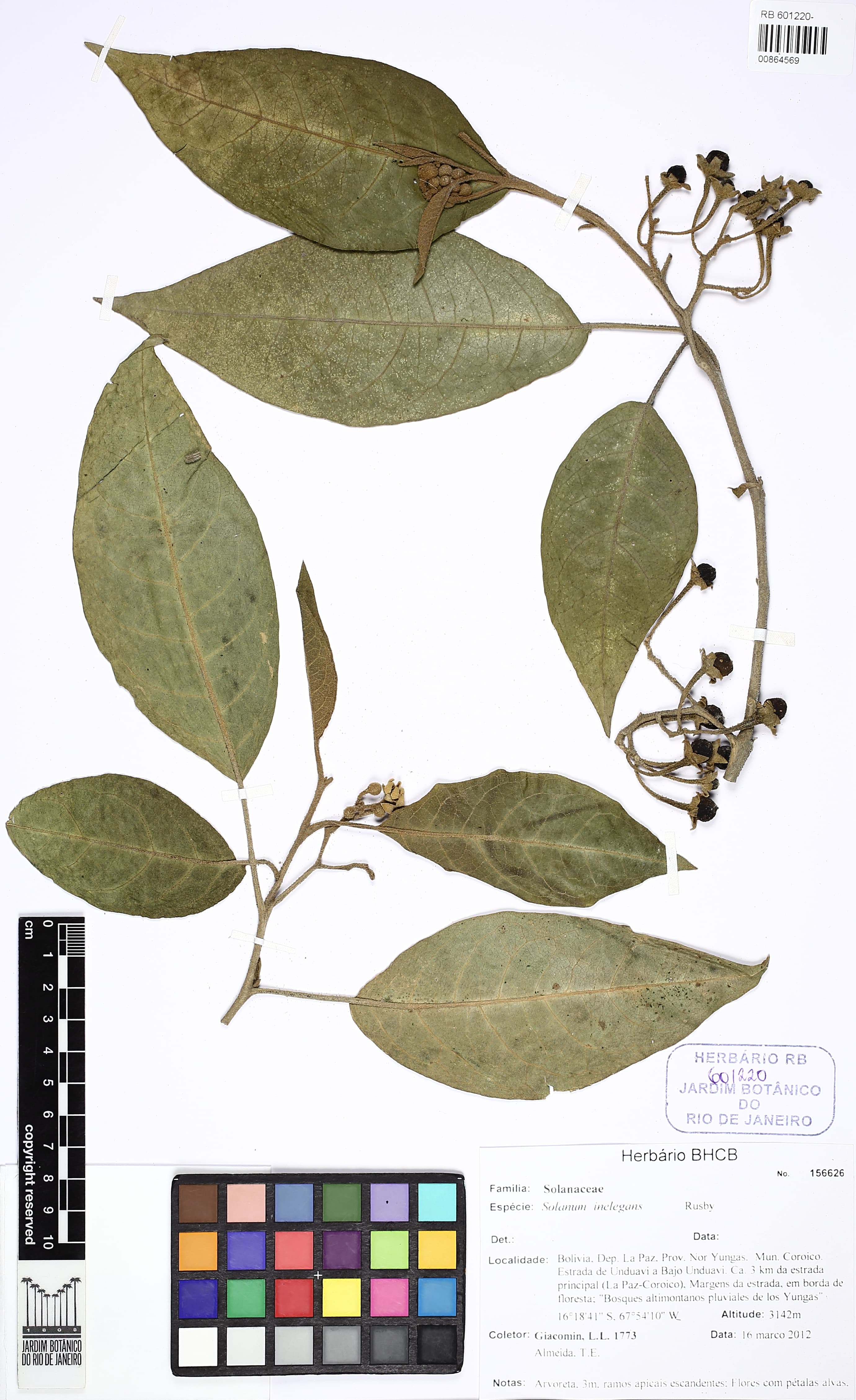 Solanum inelegans