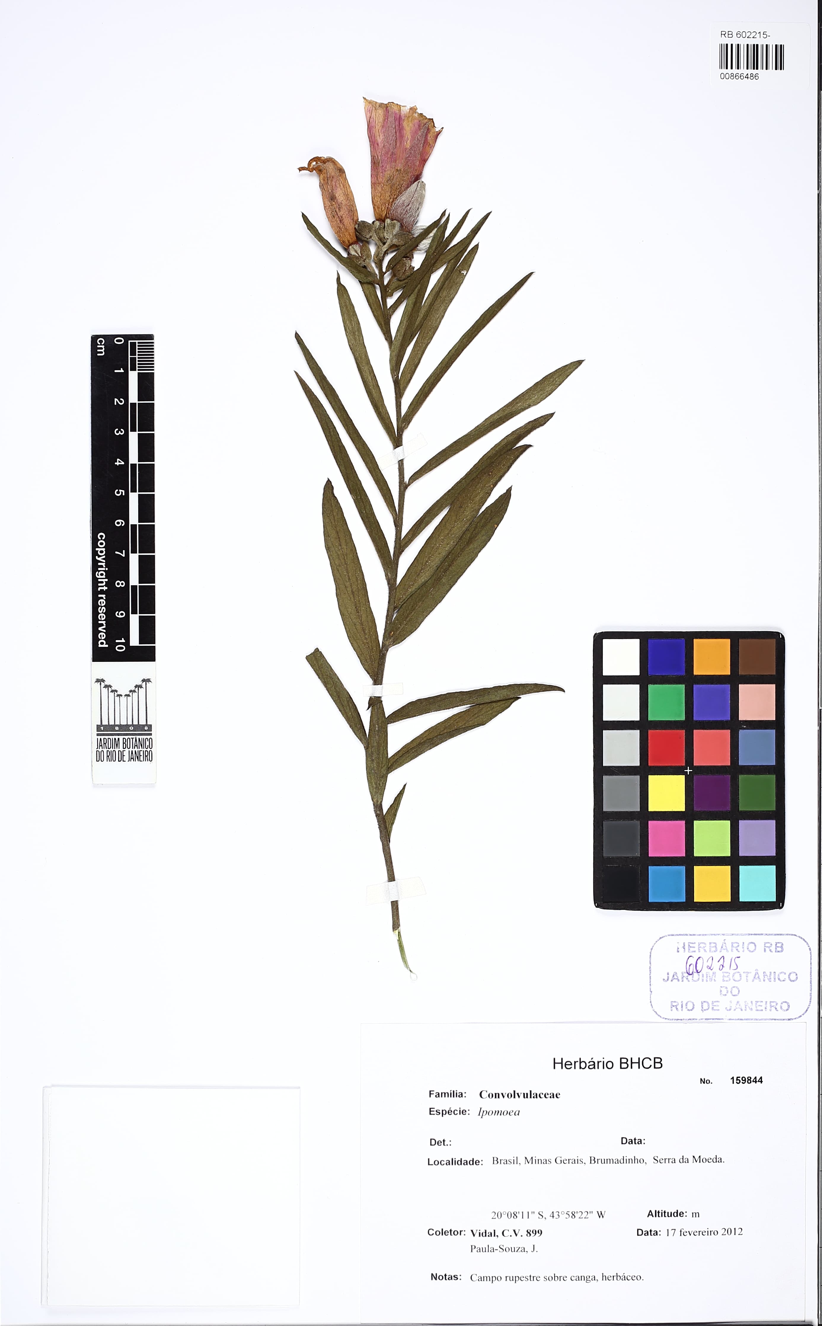 Ipomoea aprica