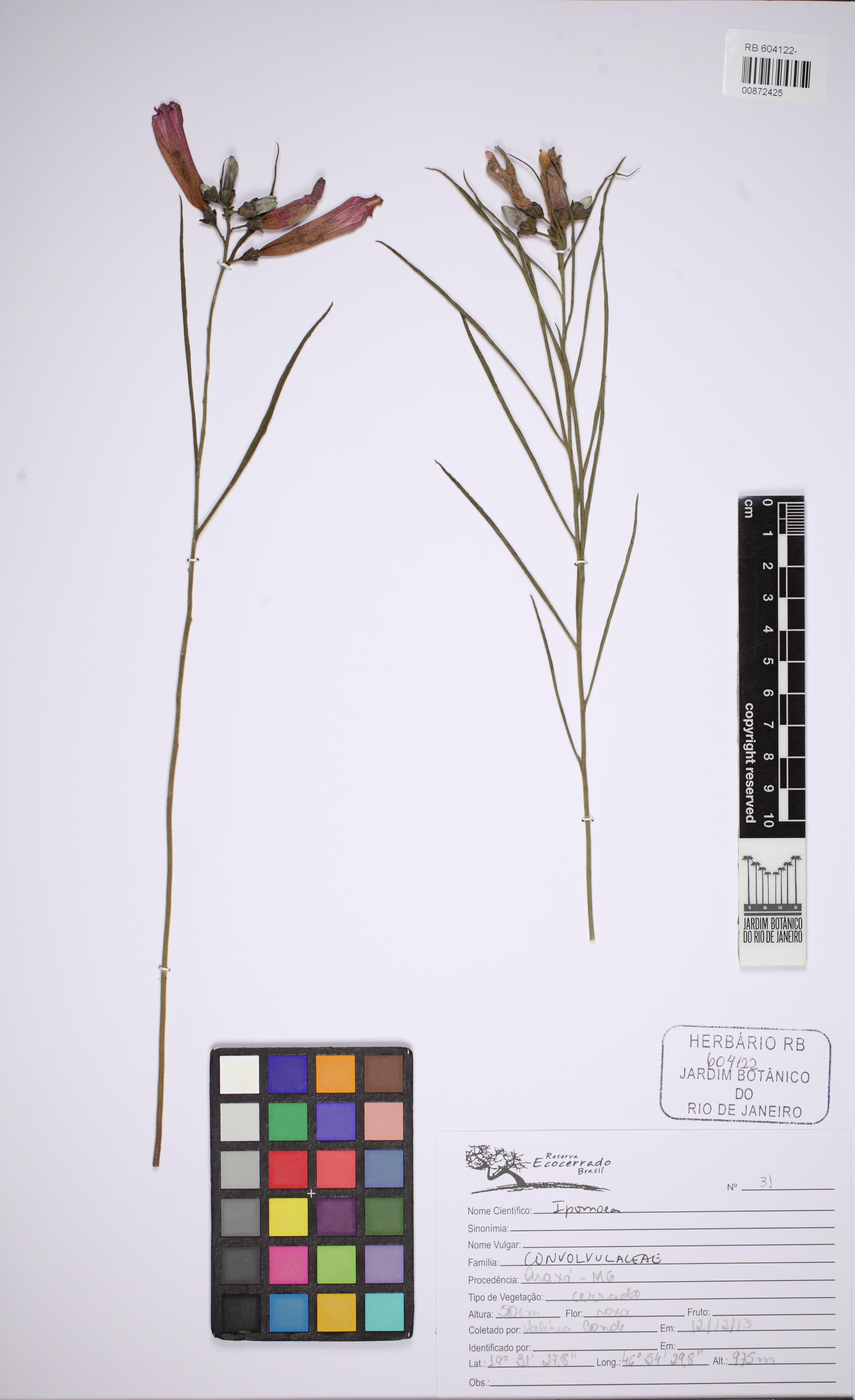 Ipomoea aprica