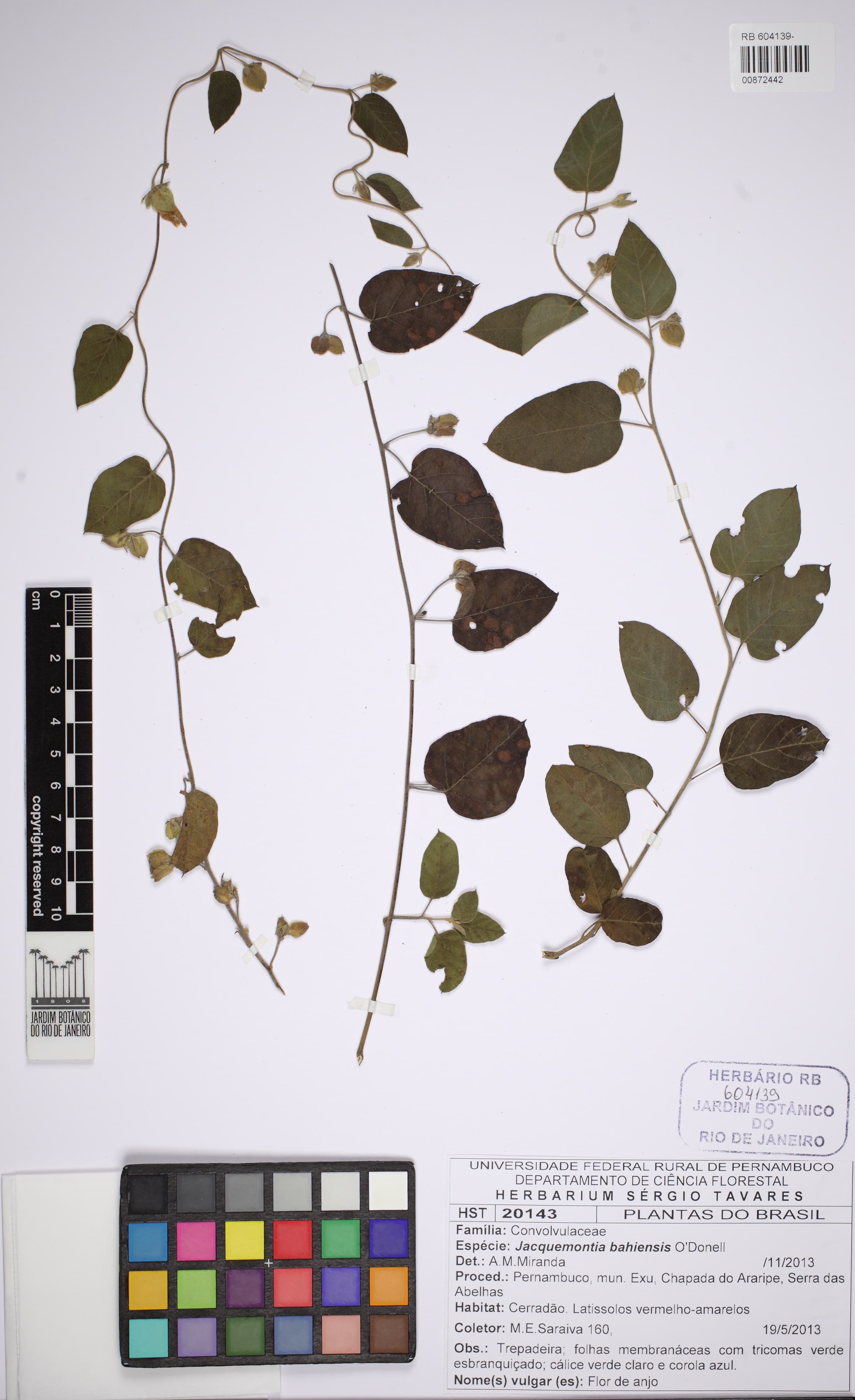 Jacquemontia bahiensis