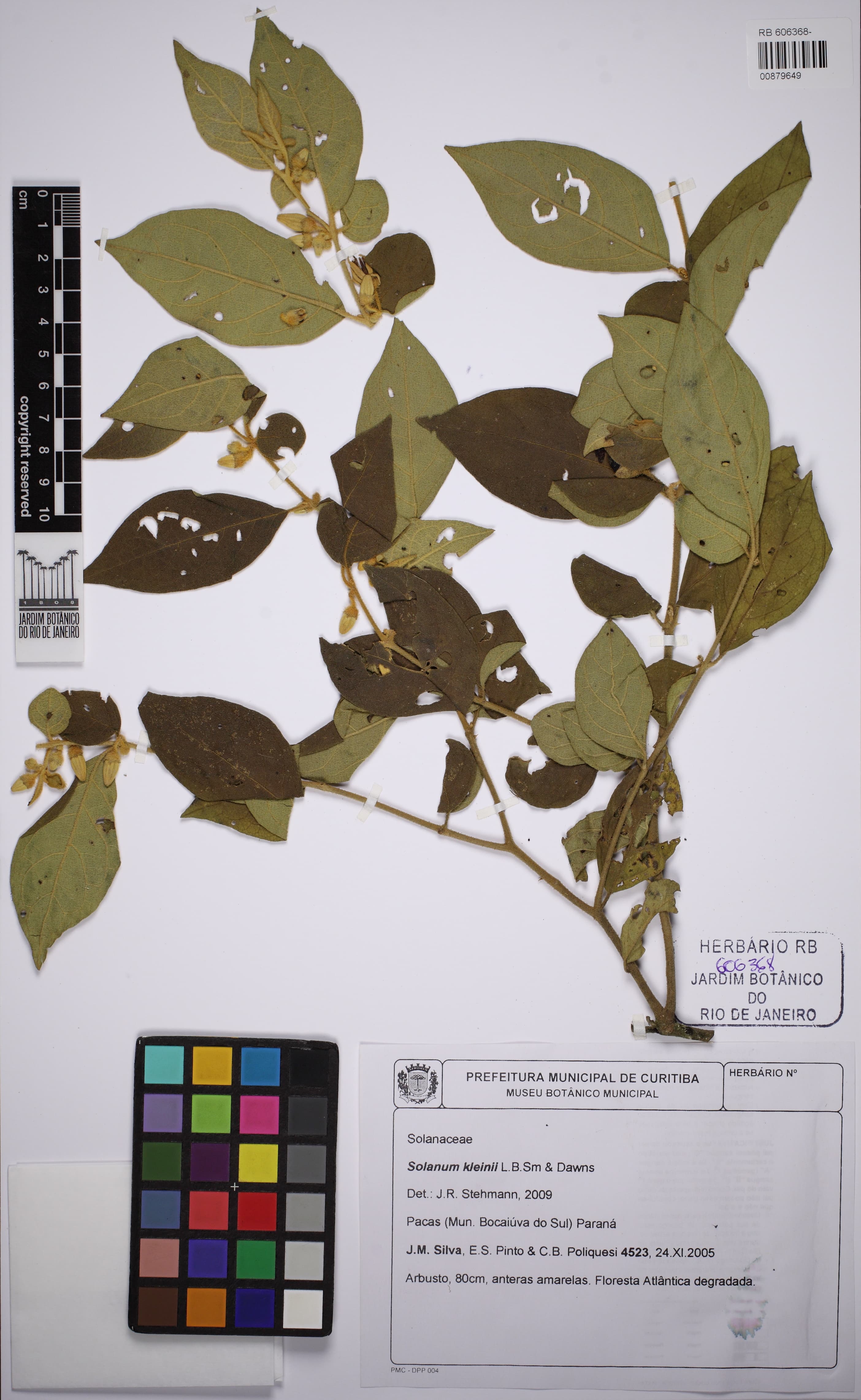 Solanum kleinii
