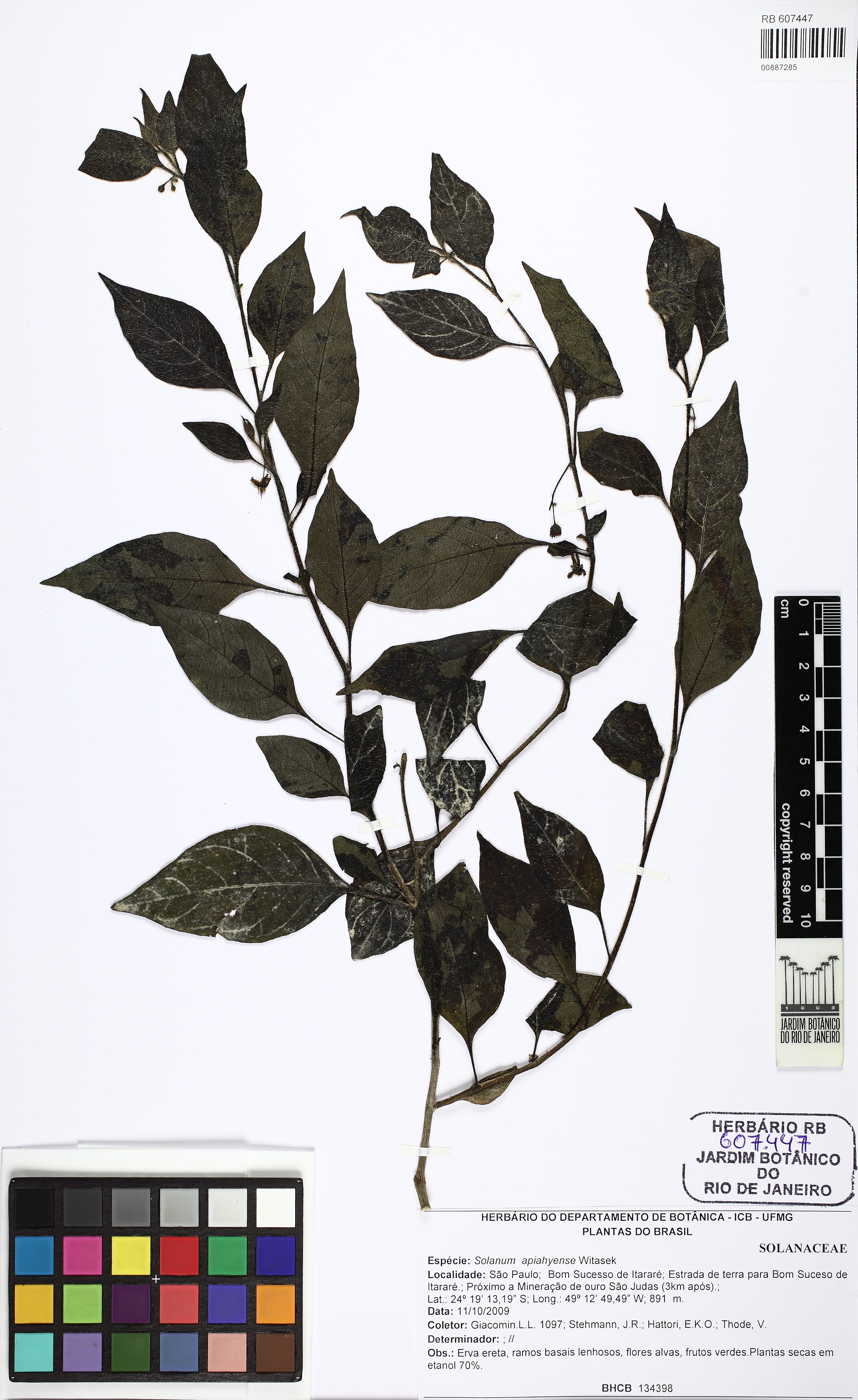 Solanum apiahyense