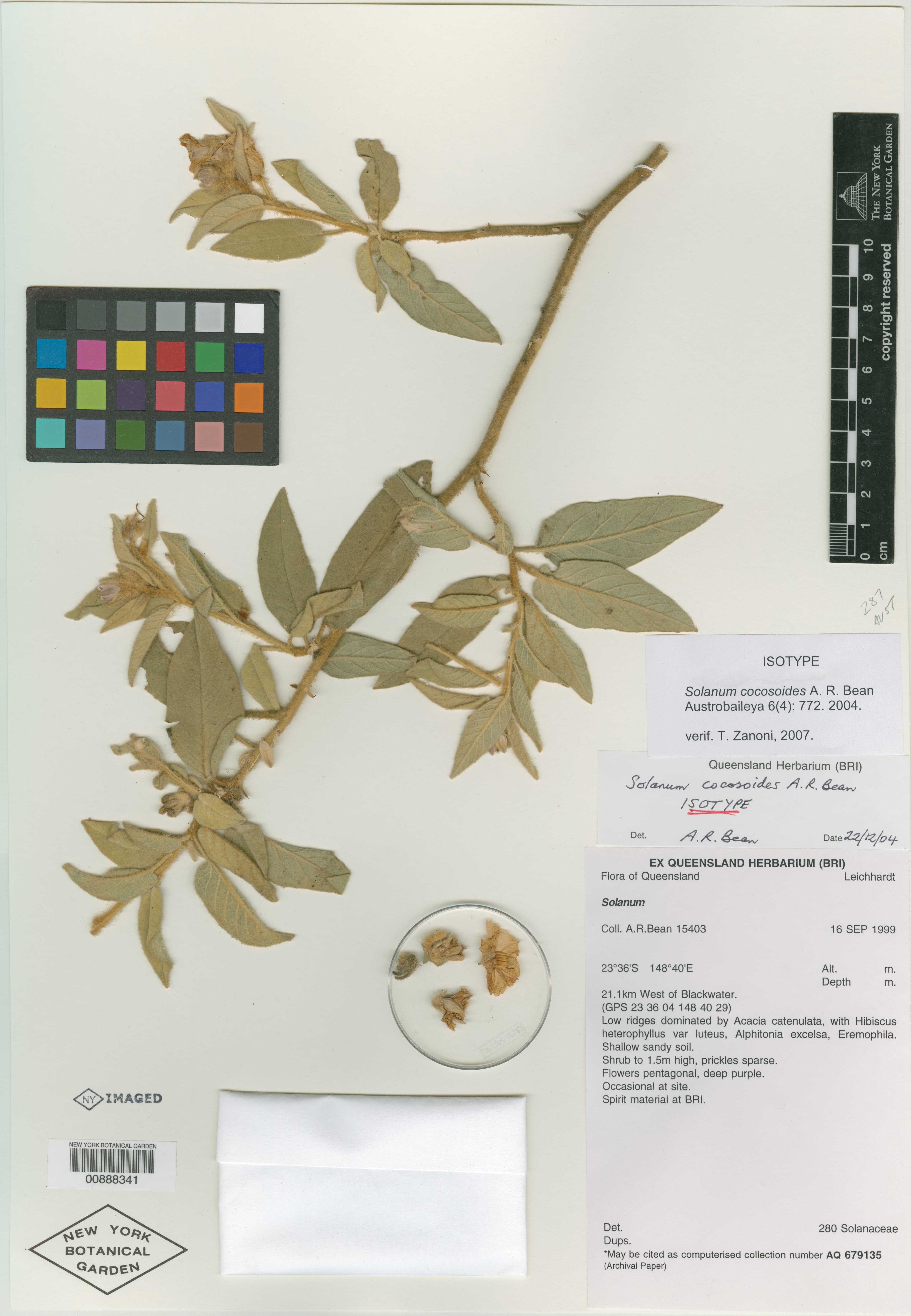 Solanum cocosoides