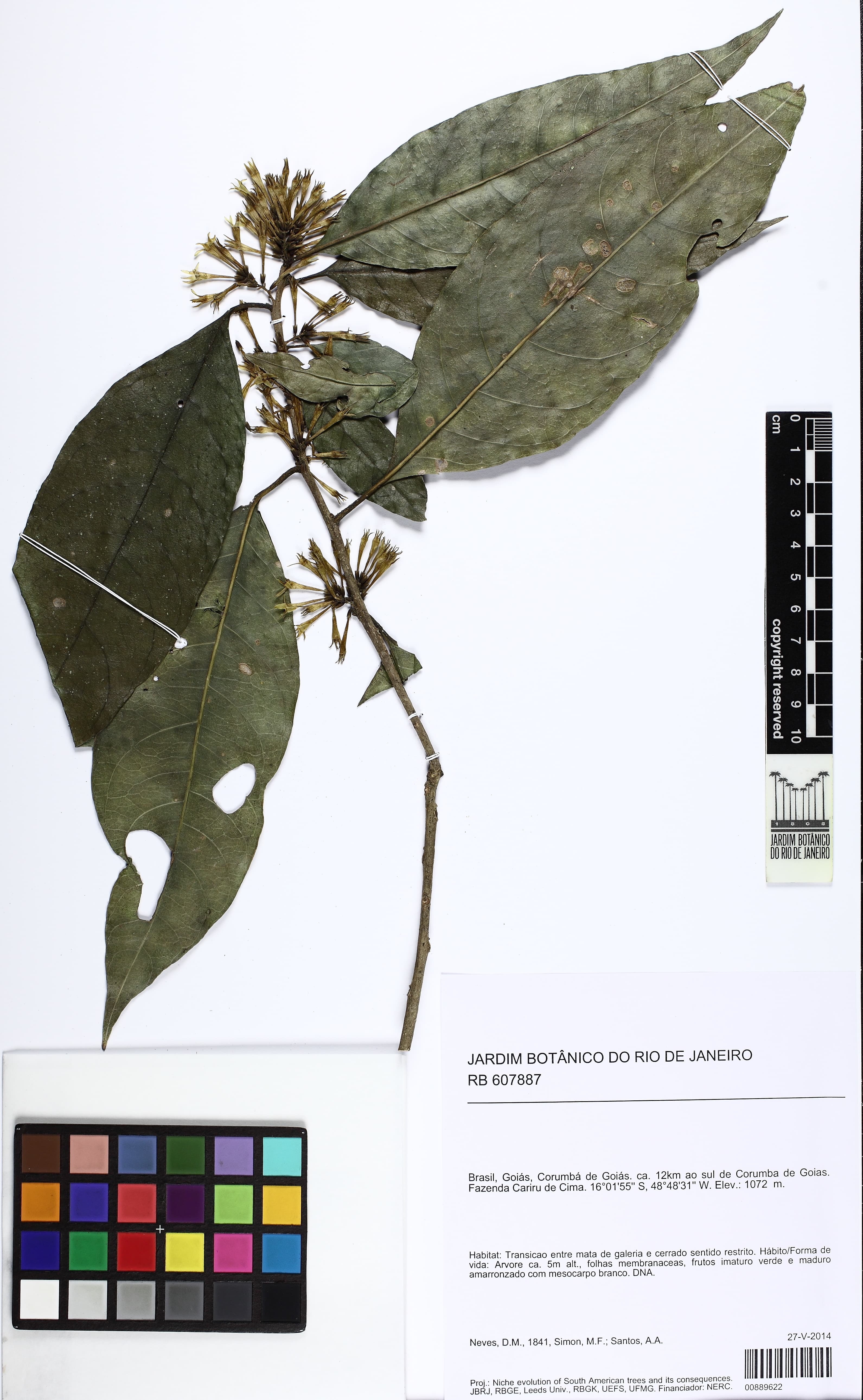Cestrum pedicellatum