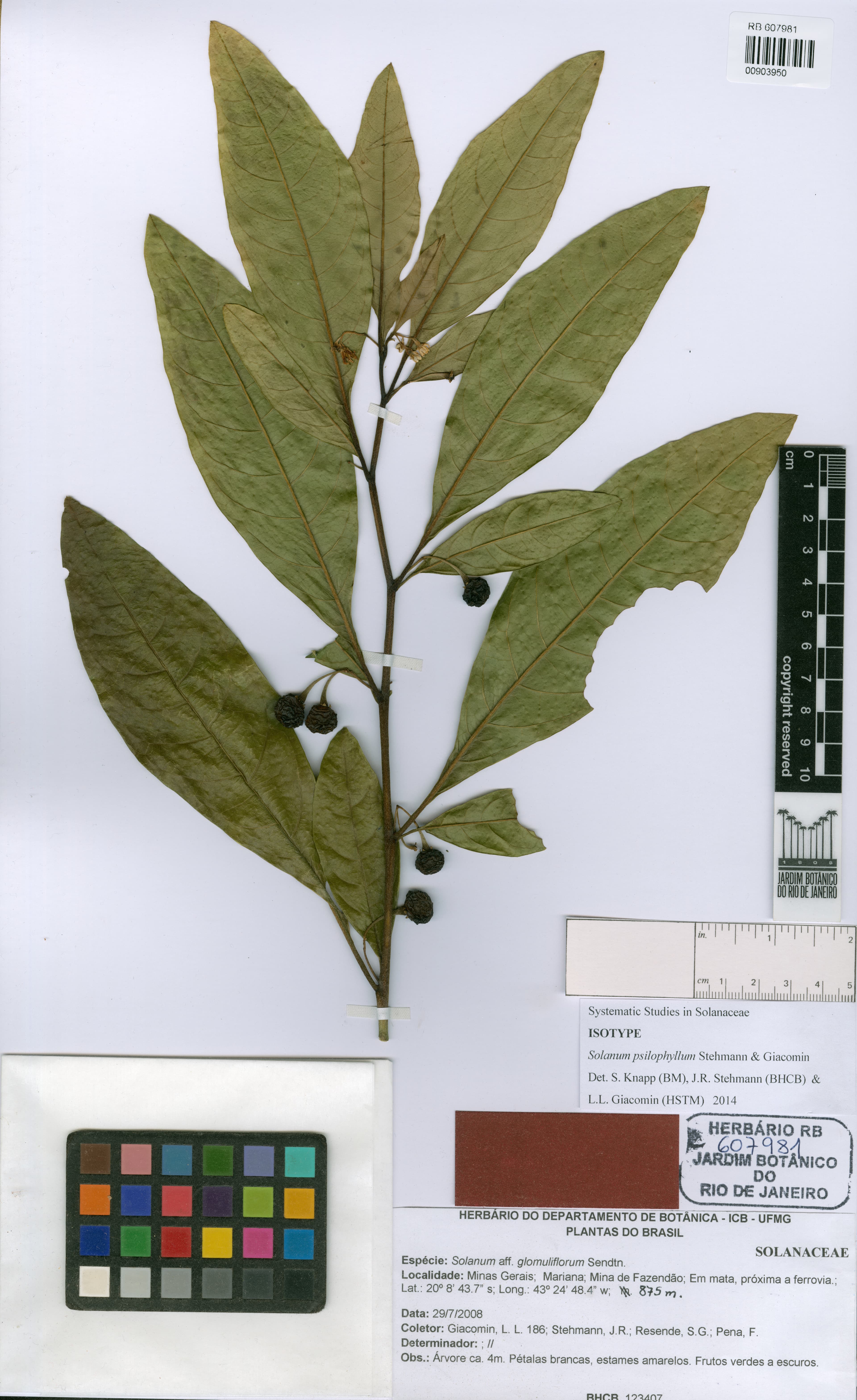Solanum psilophyllum