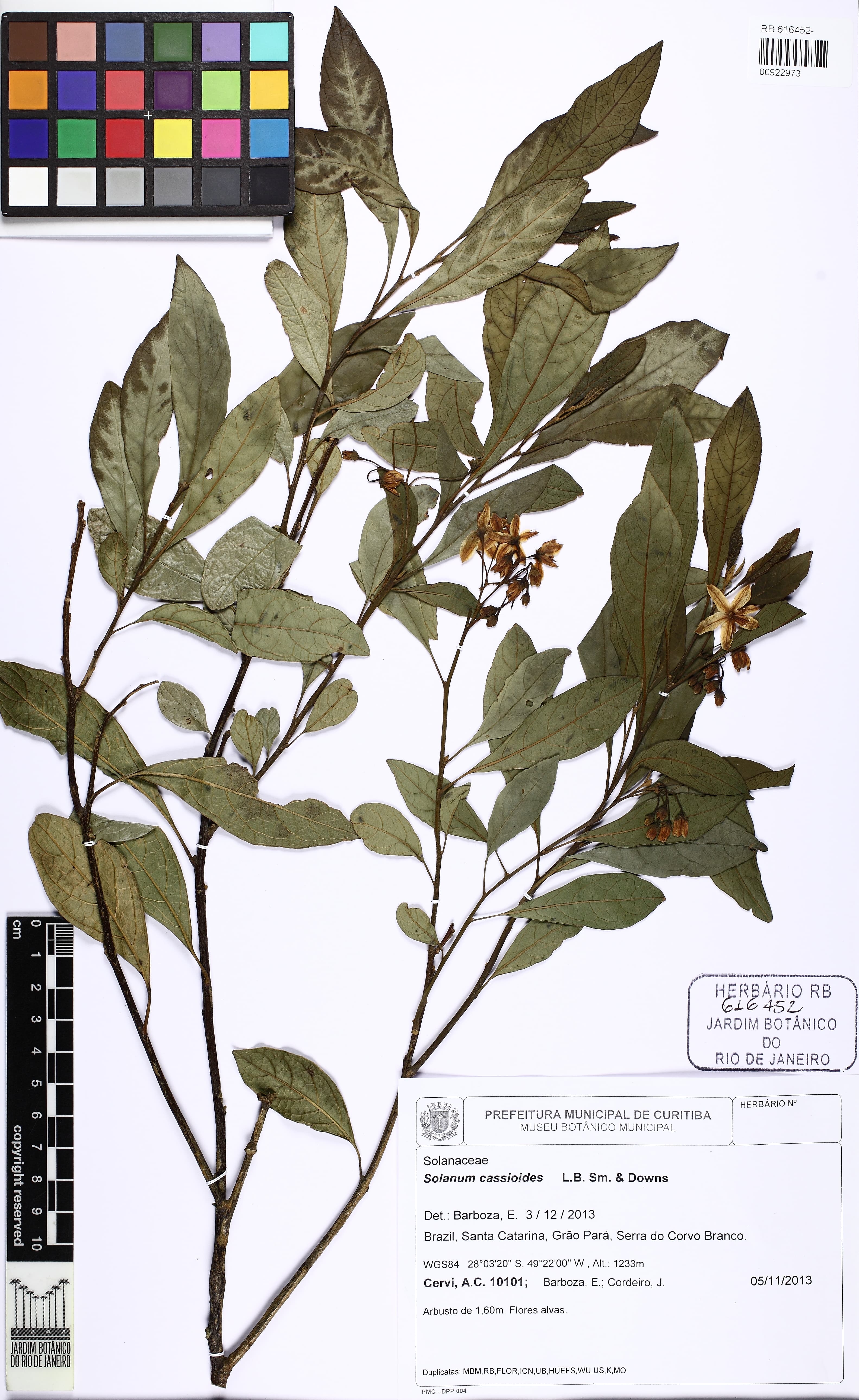 Solanum cassioides