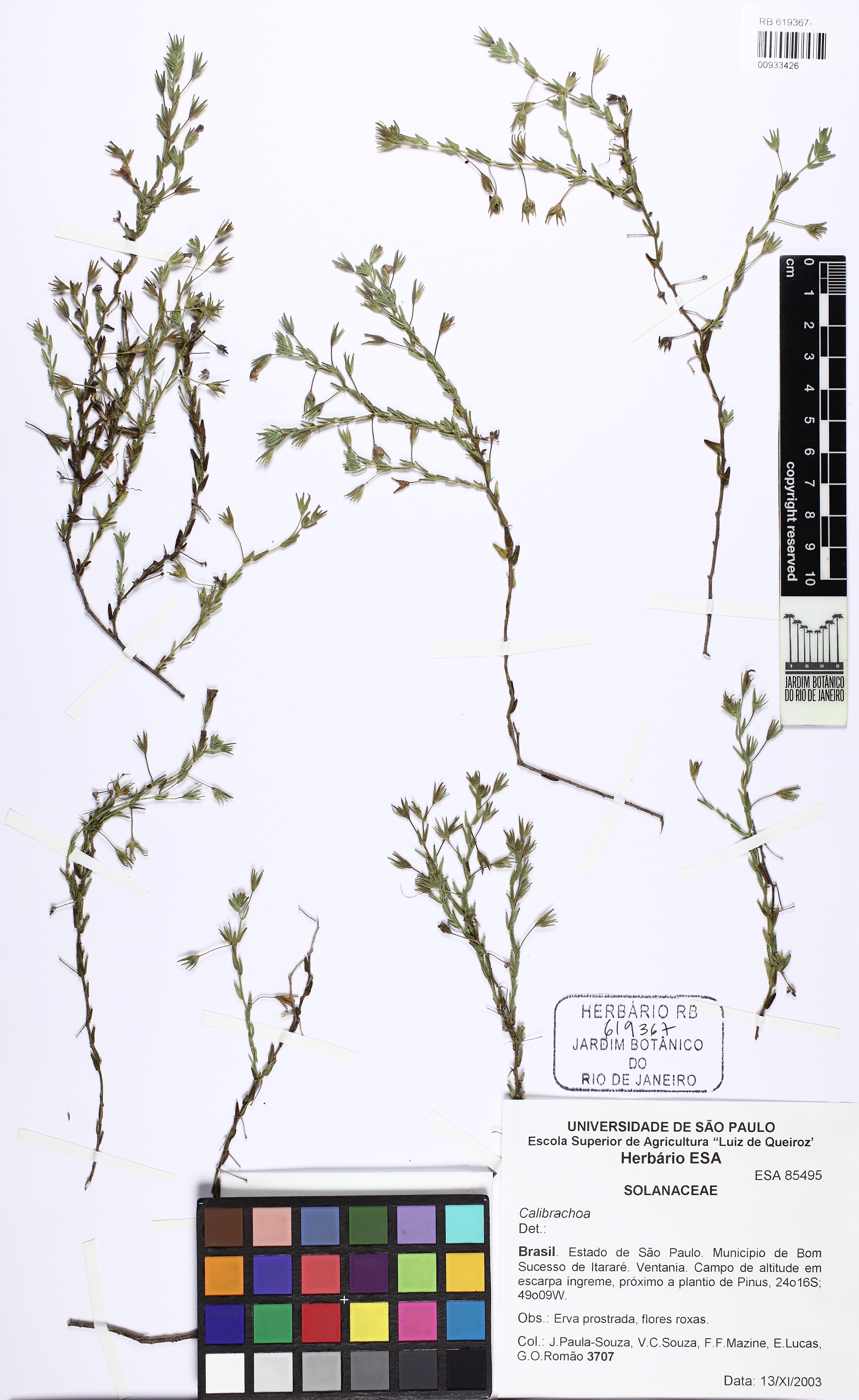 Calibrachoa micrantha
