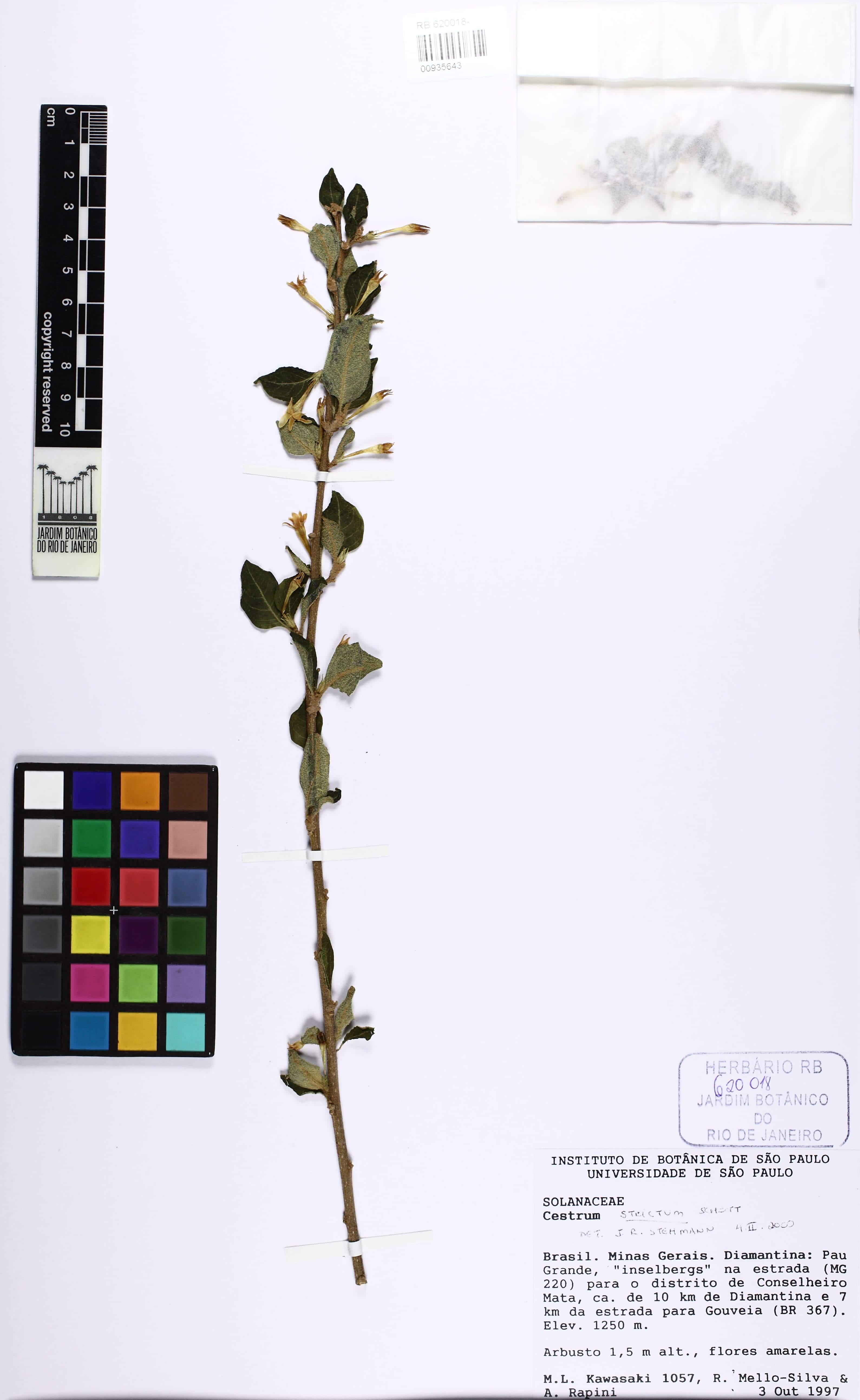 Cestrum strictum