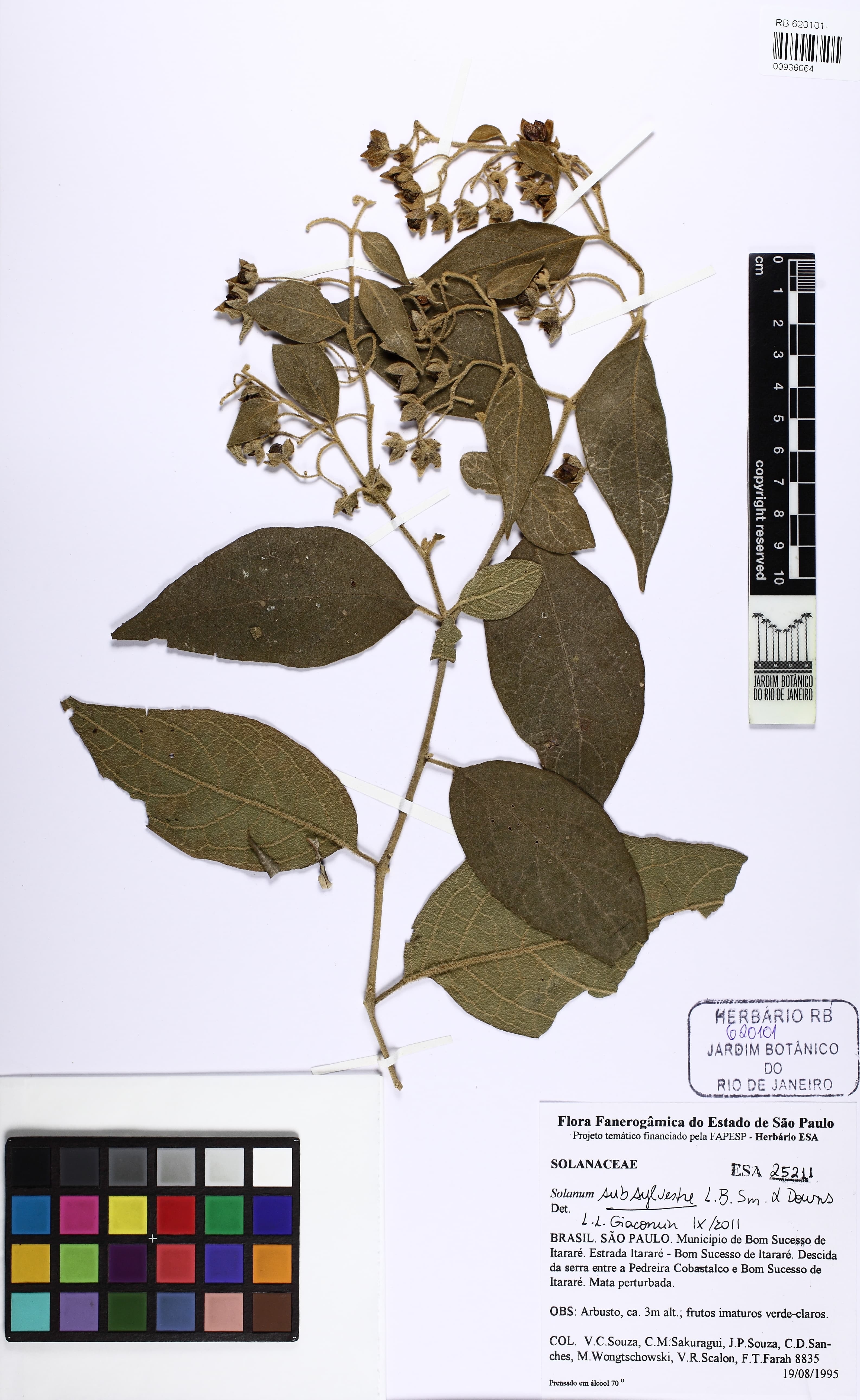 Solanum subsylvestre