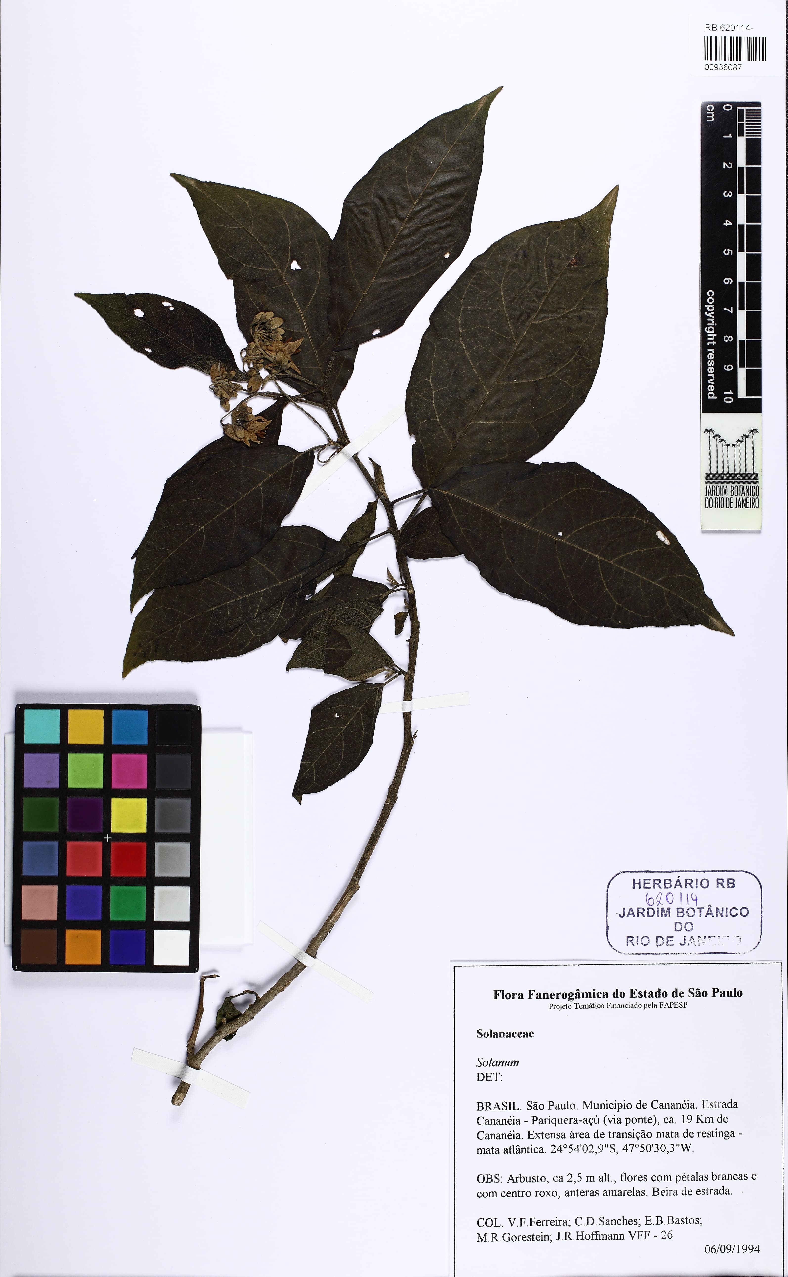 Solanum adspersum
