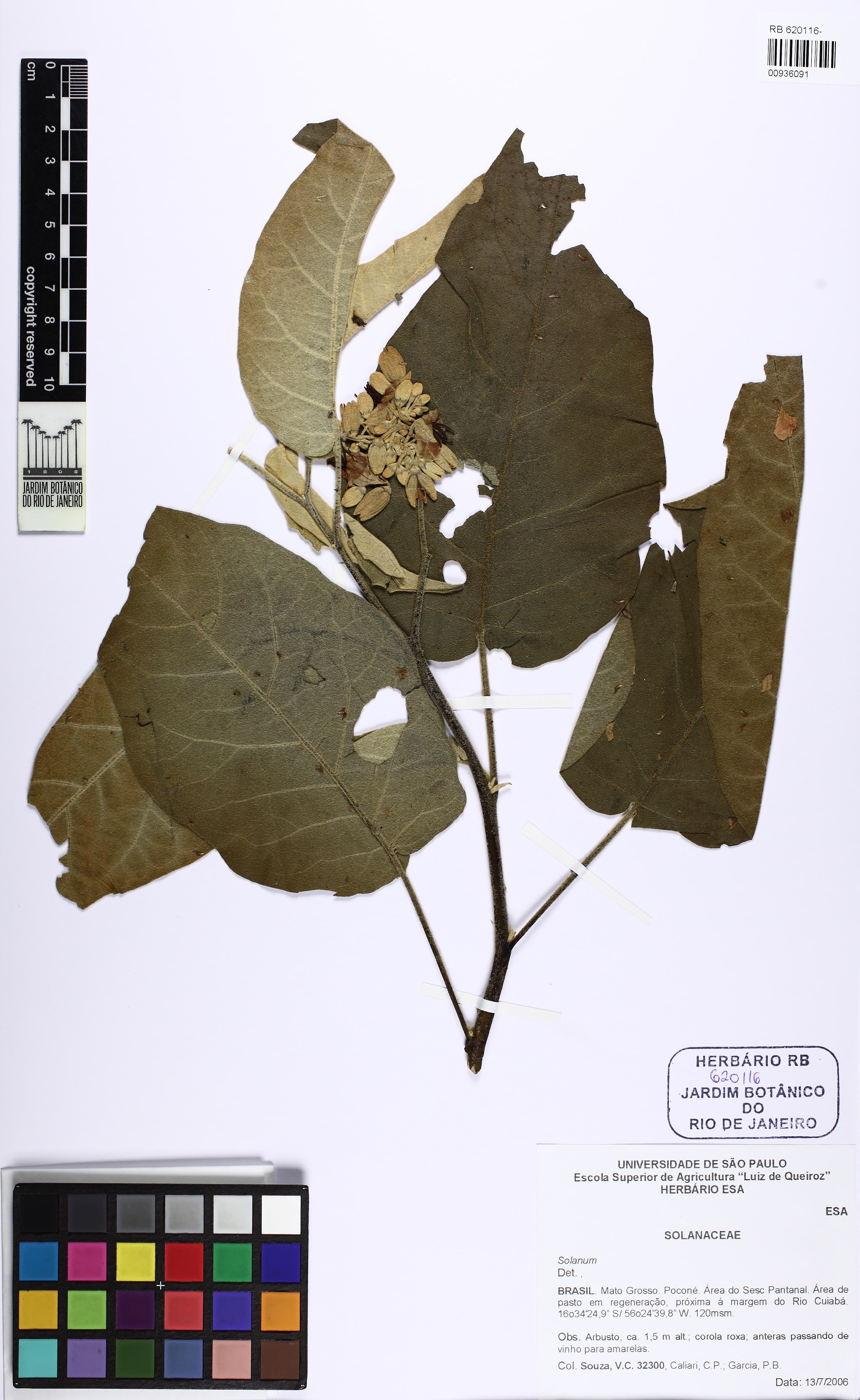 Solanum pseudoauriculatum